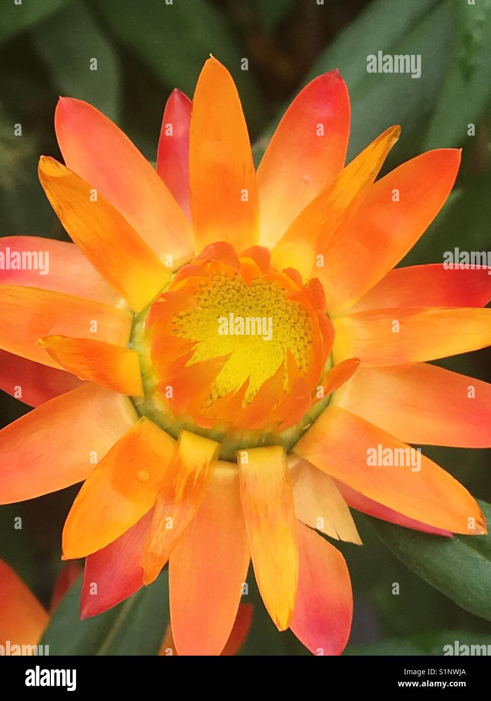 Sundaze Blaze Strawflower - Smartphone Captured Stock Image