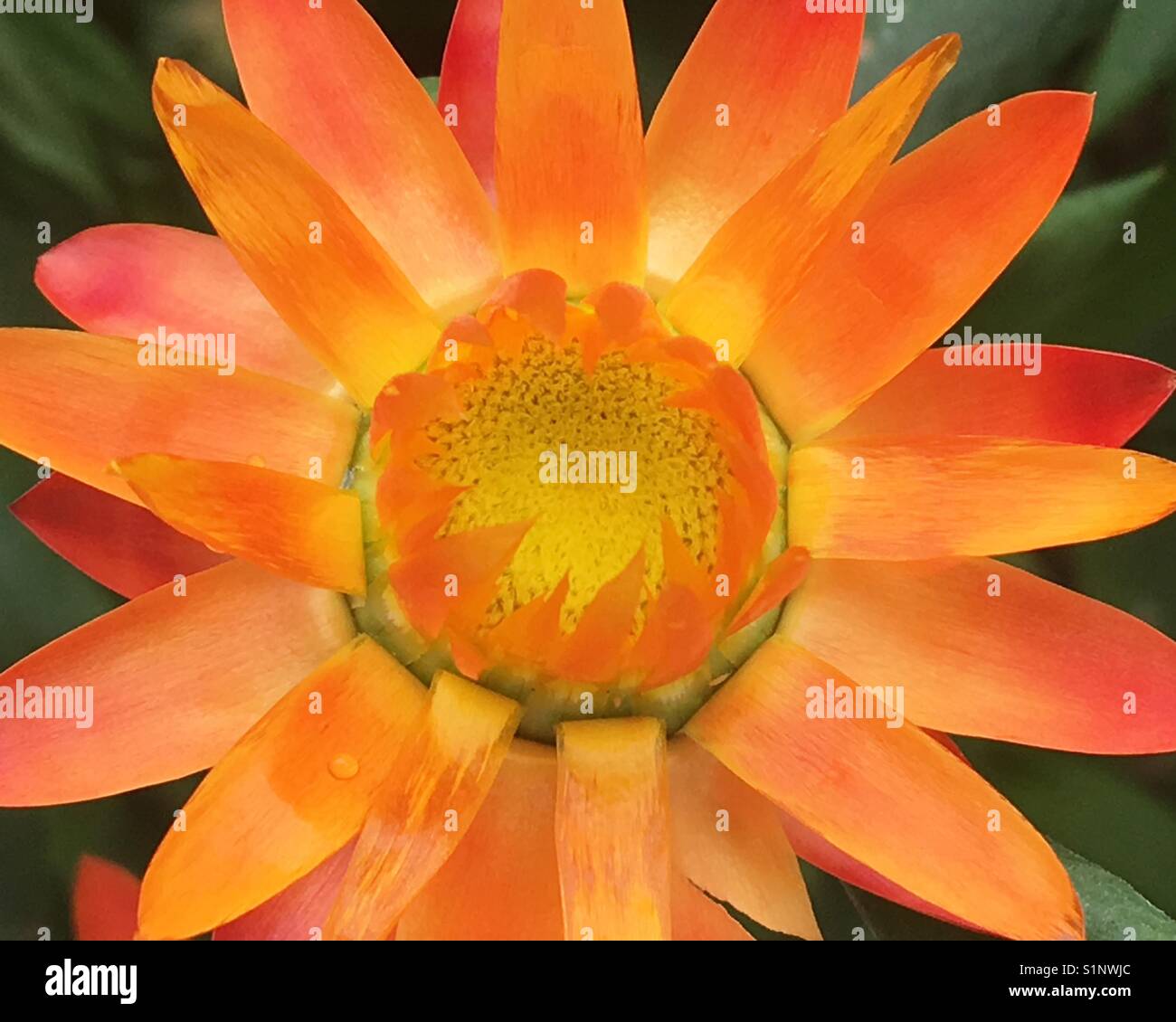 Sundaze Blaze Strawflower - Smartphone Captured Stock Image