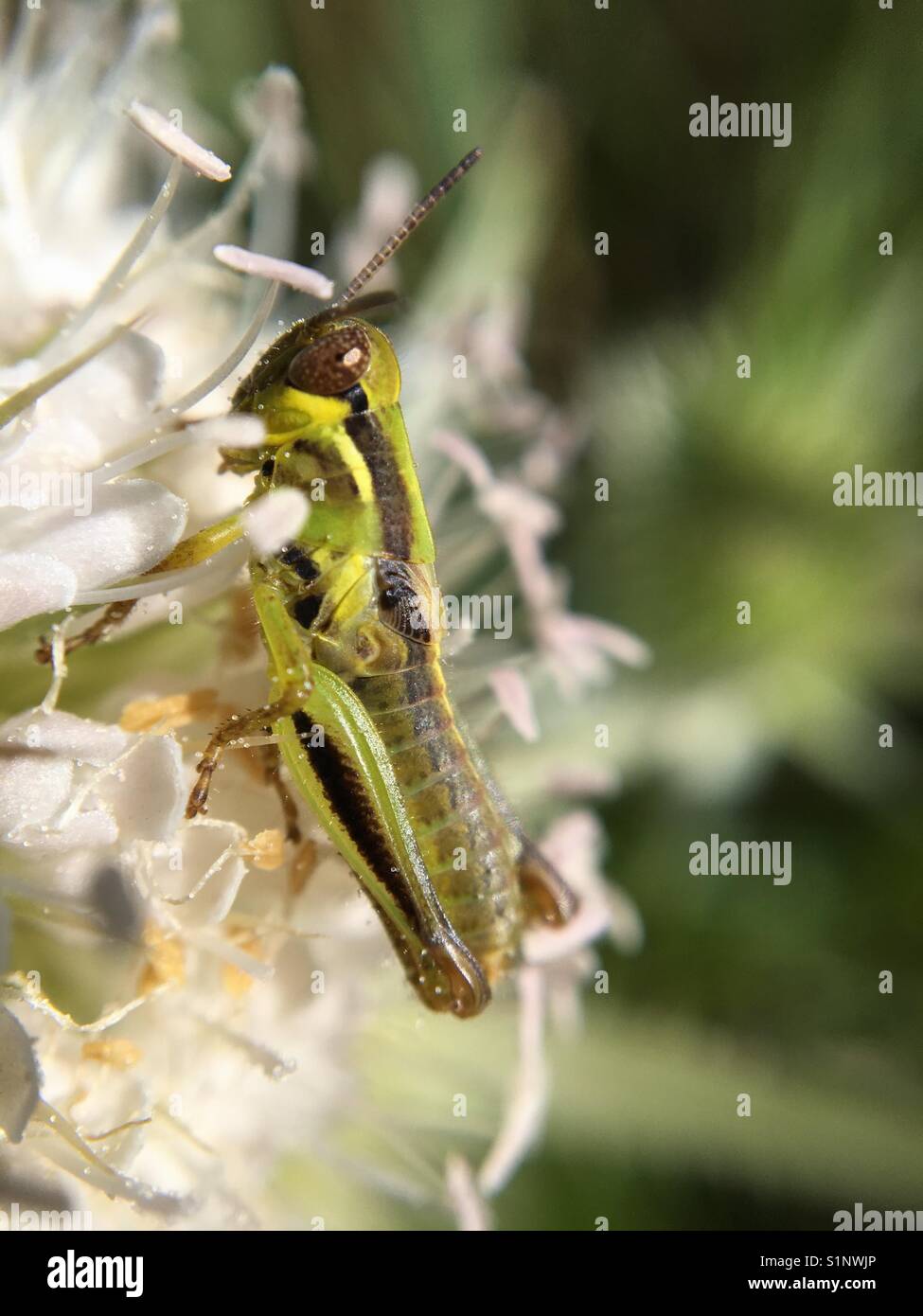 Grasshopper on flower - Smartphone Captured Stock Image