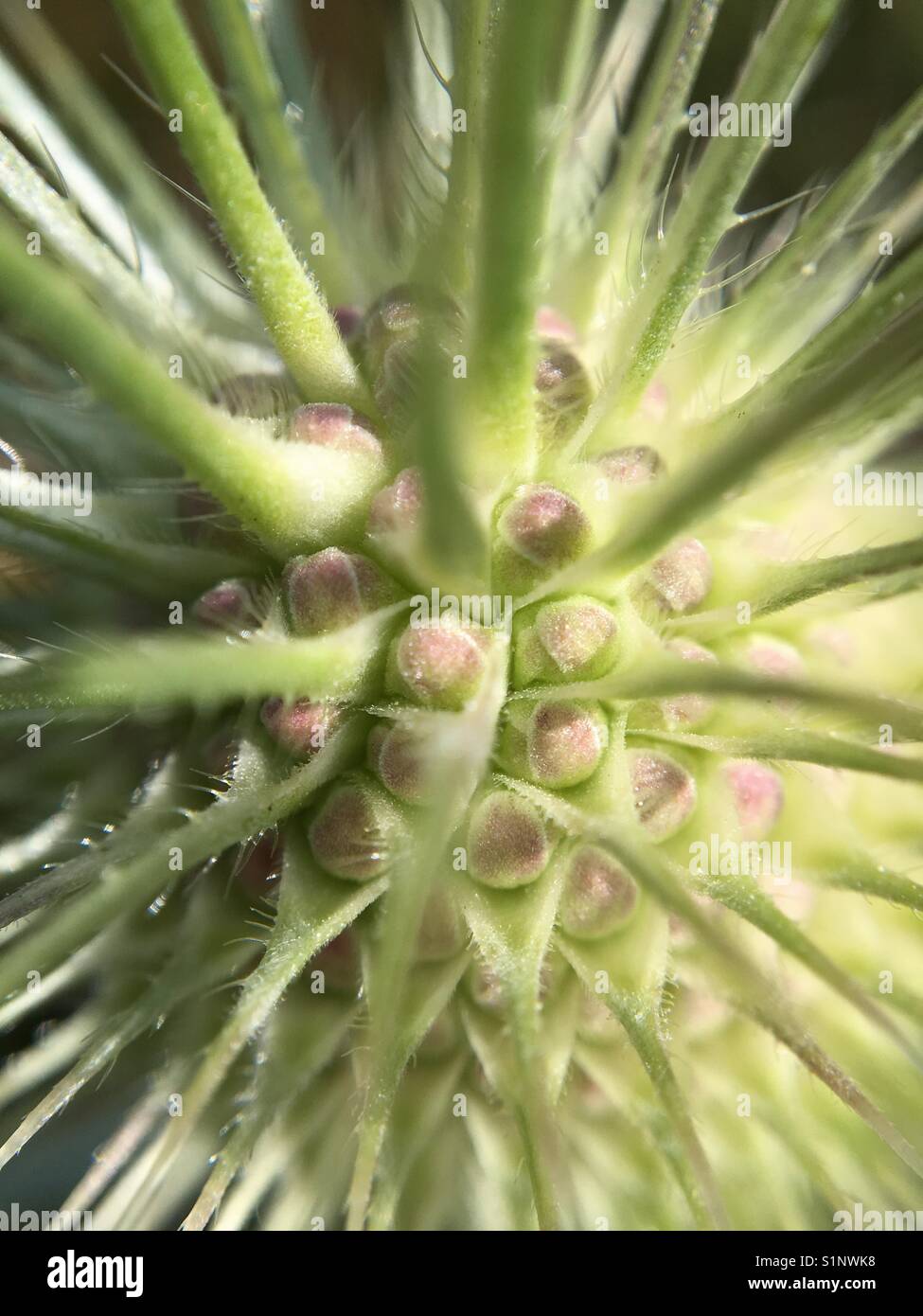 Up close of field grass - Smartphone Captured Stock Image