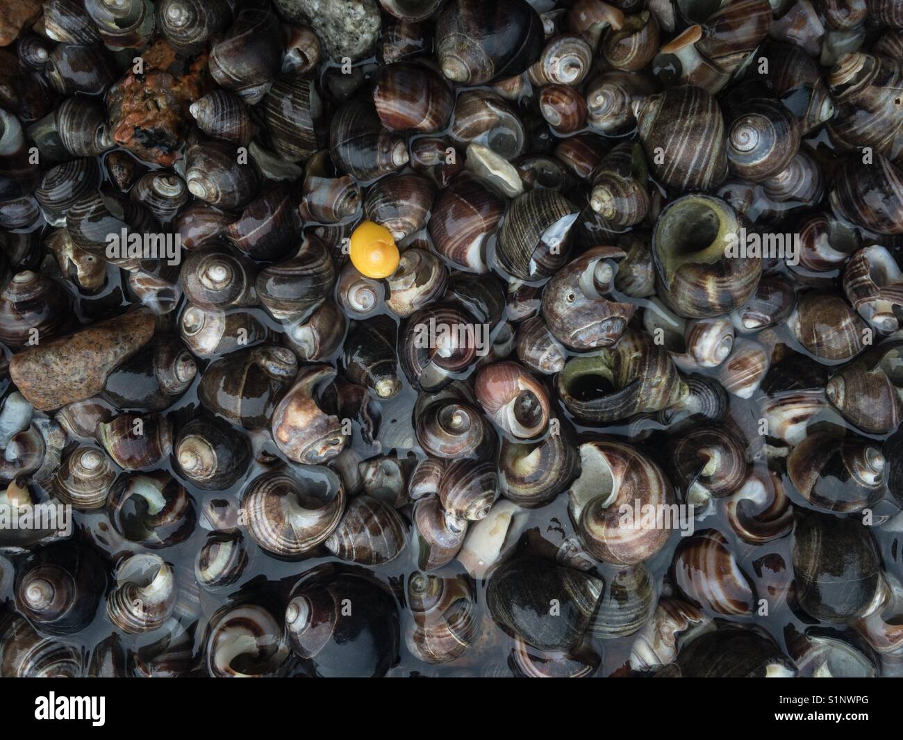 A single bright snail shell stands out among numerous empty periwinkle shells along the shore of Acadia National Park in Maine. Stock Photo