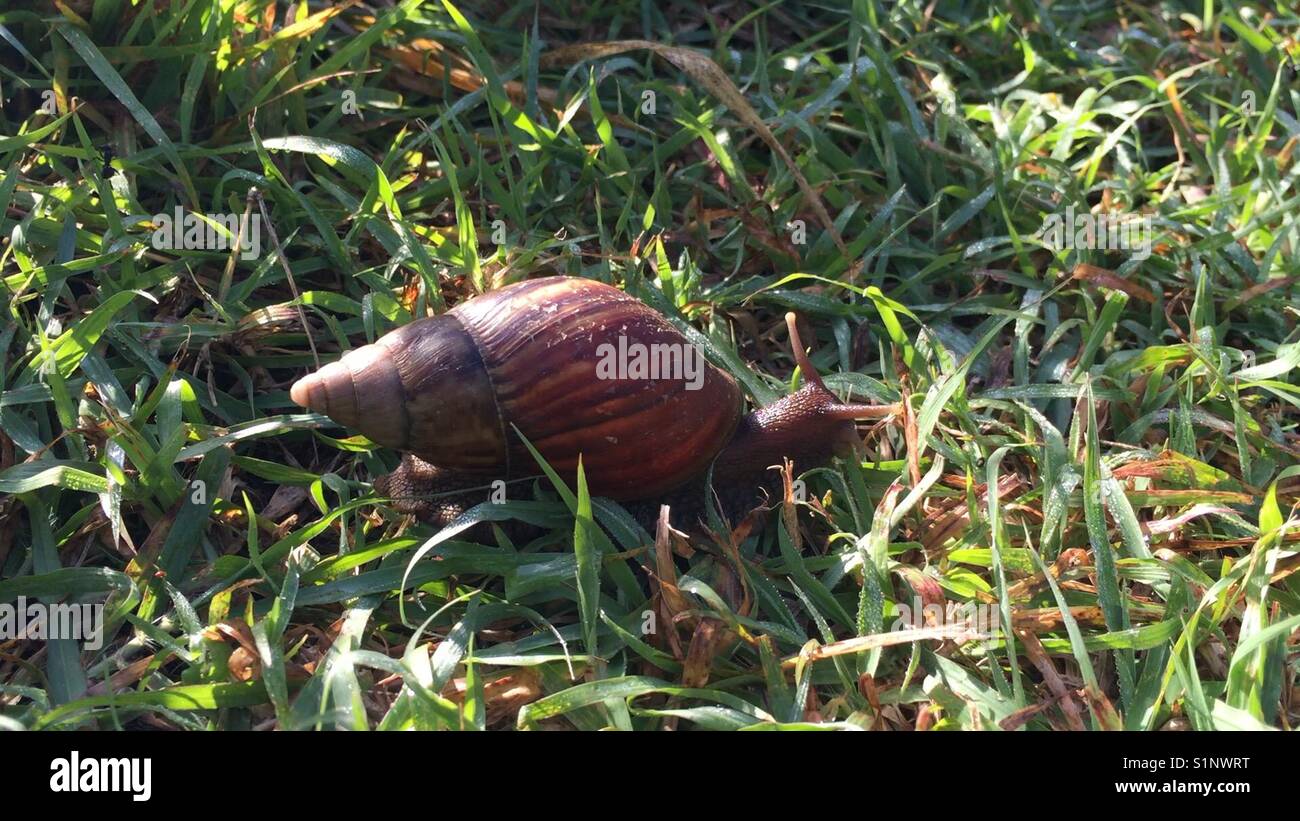 Can I Put Snails In My Garden at Shelly Pruitt blog
