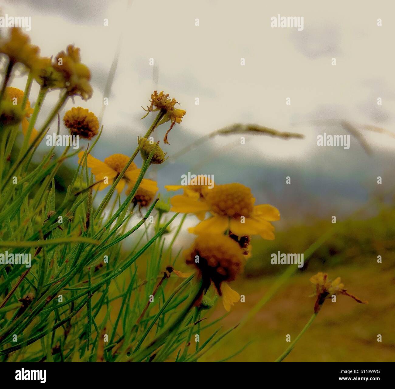 Wistful hi-res stock photography and images - Alamy
