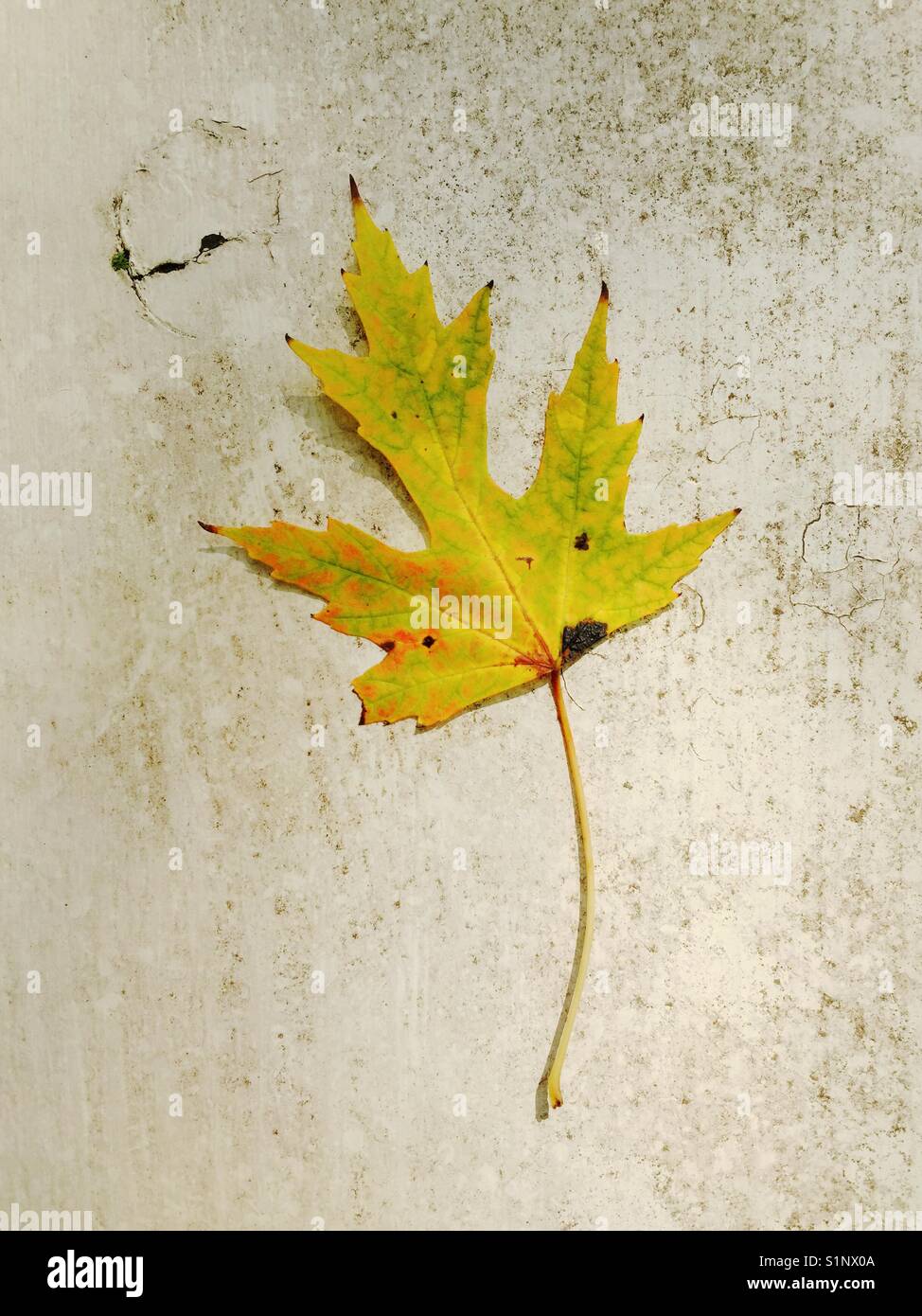 Yellow maple leaf on porch railing. - Smartphone Captured Stock Image