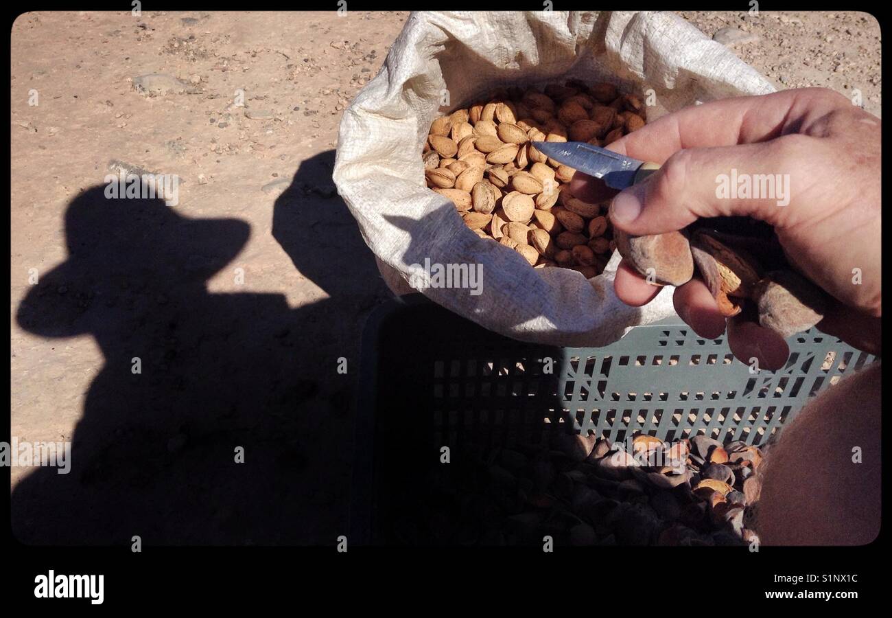 Dehusking Mollar almonds by hand, Catalonia, Spain. - Smartphone Captured Stock Image