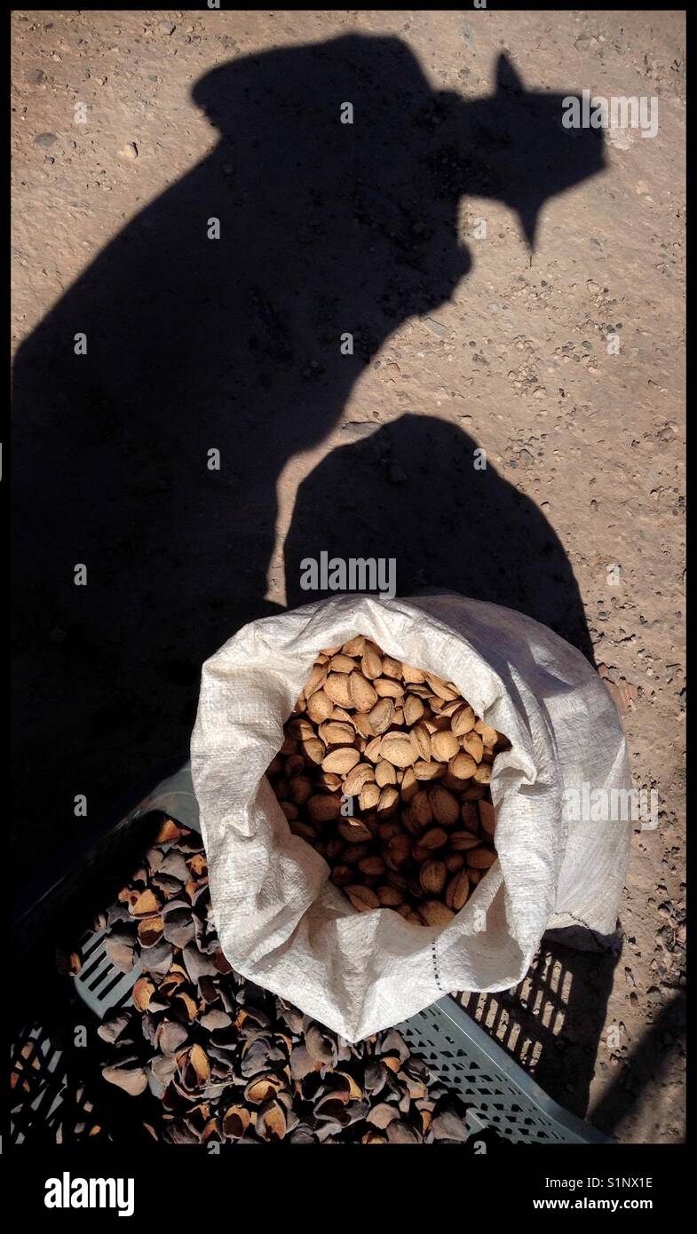 Dehusking Mollar almonds by hand, Catalonia, Spain. - Smartphone Captured Stock Image
