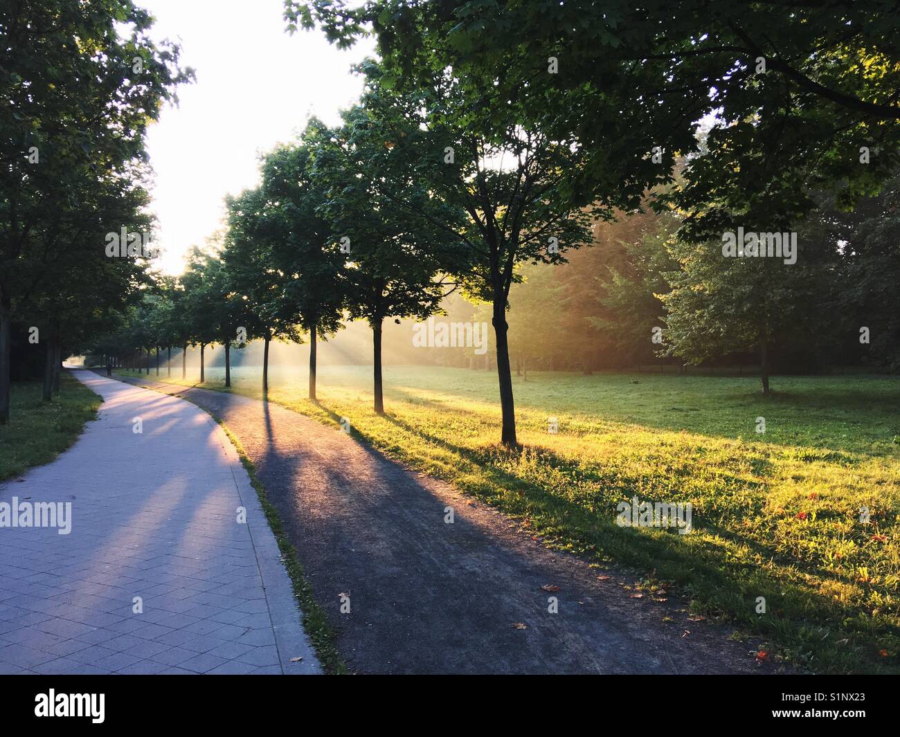 A row of trees, a park and a street in the light of a autumn sunrise - Smartphone Captured Stock Image
