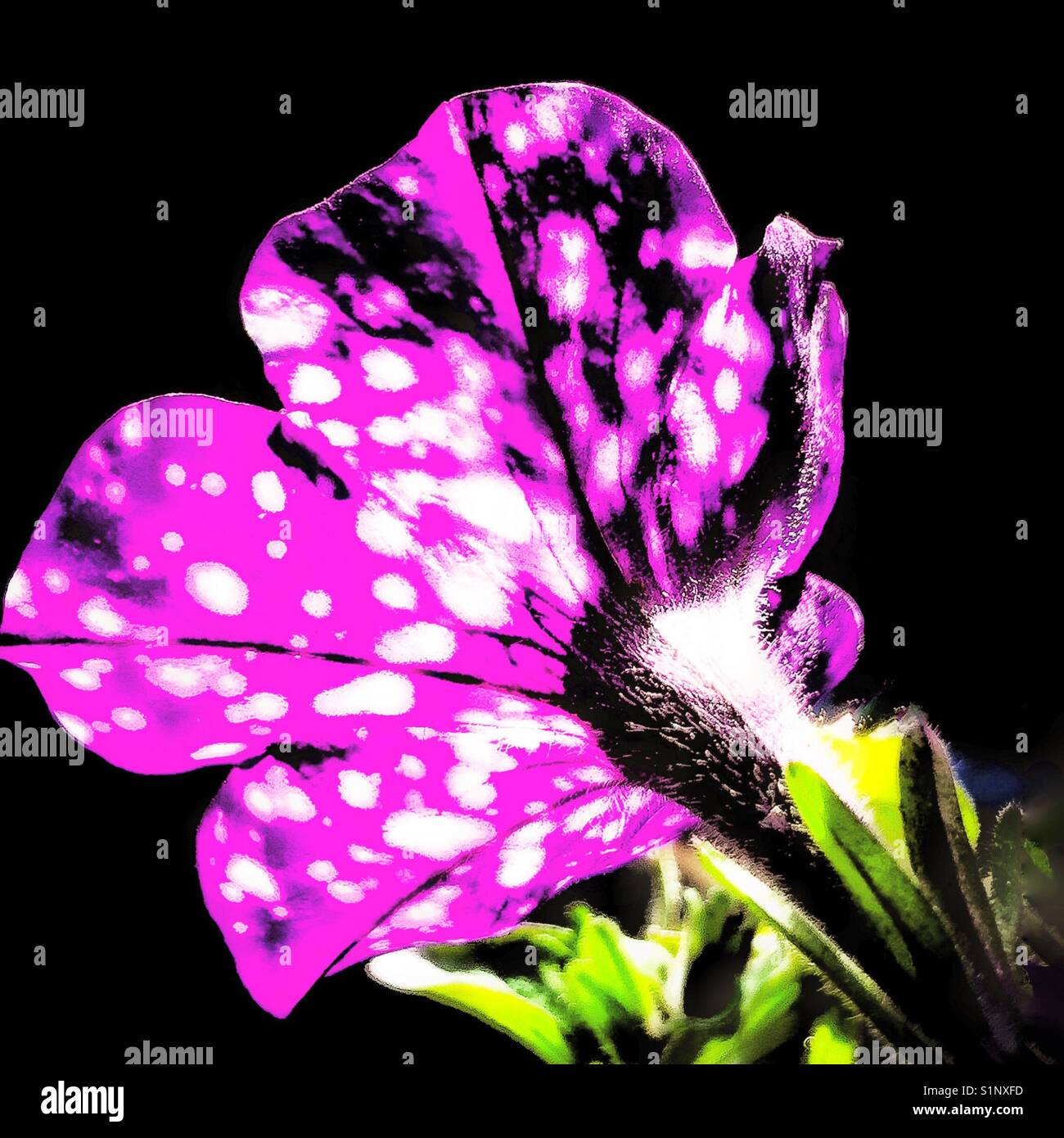 Petunia flower - Smartphone Captured Stock Image