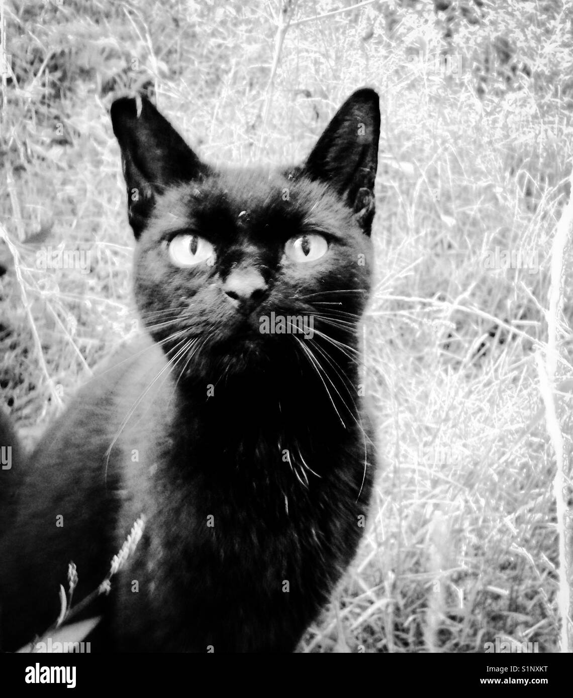 Black cat on alert Stock Photo