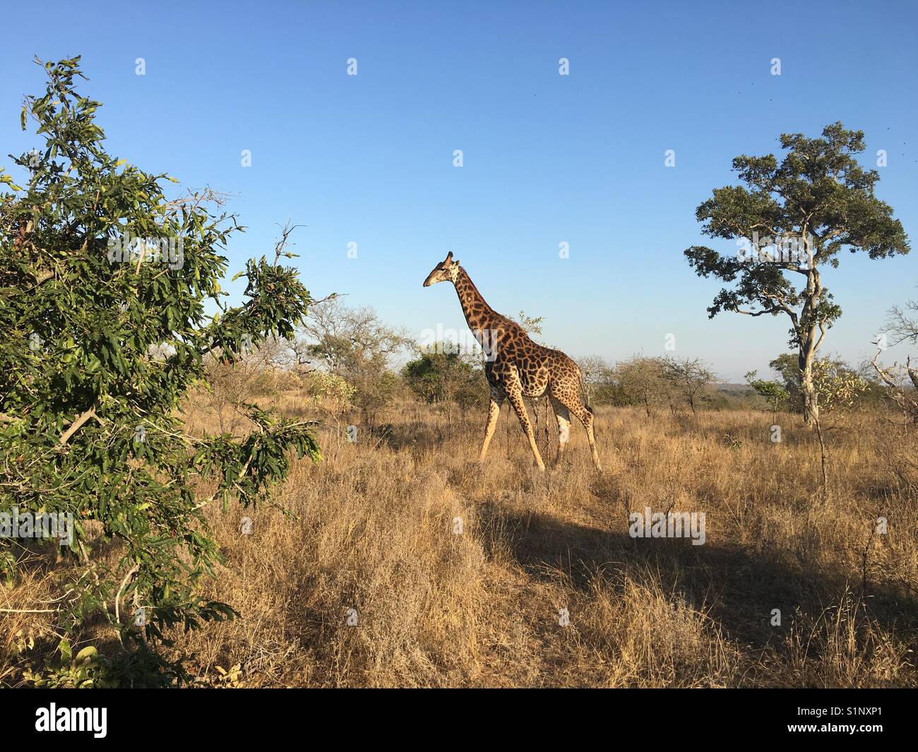 Giraffe safari hi-res stock photography and images - Alamy