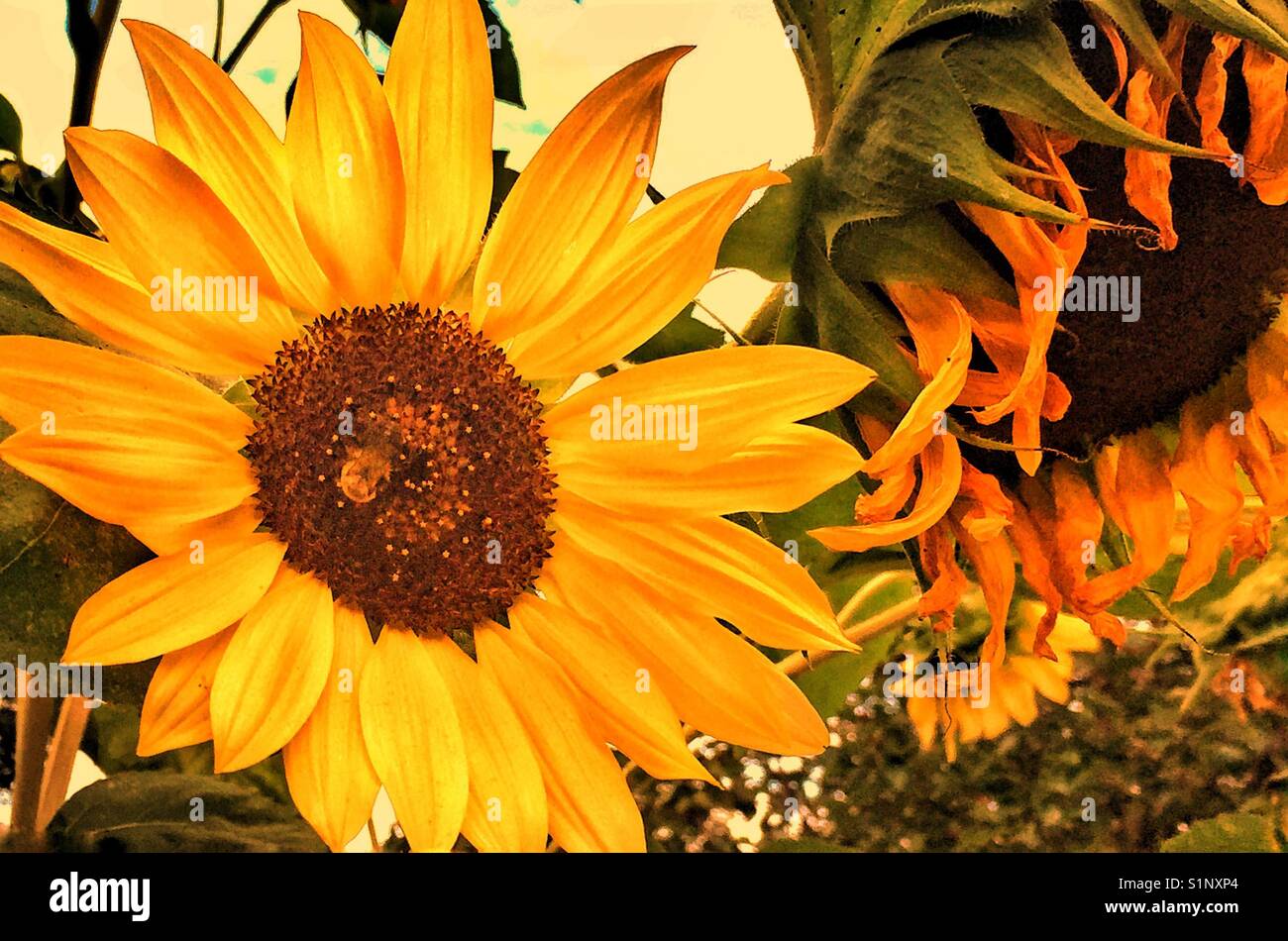 Rustic Autumn sunflowers, deep golds, aged yellows Stock Photo