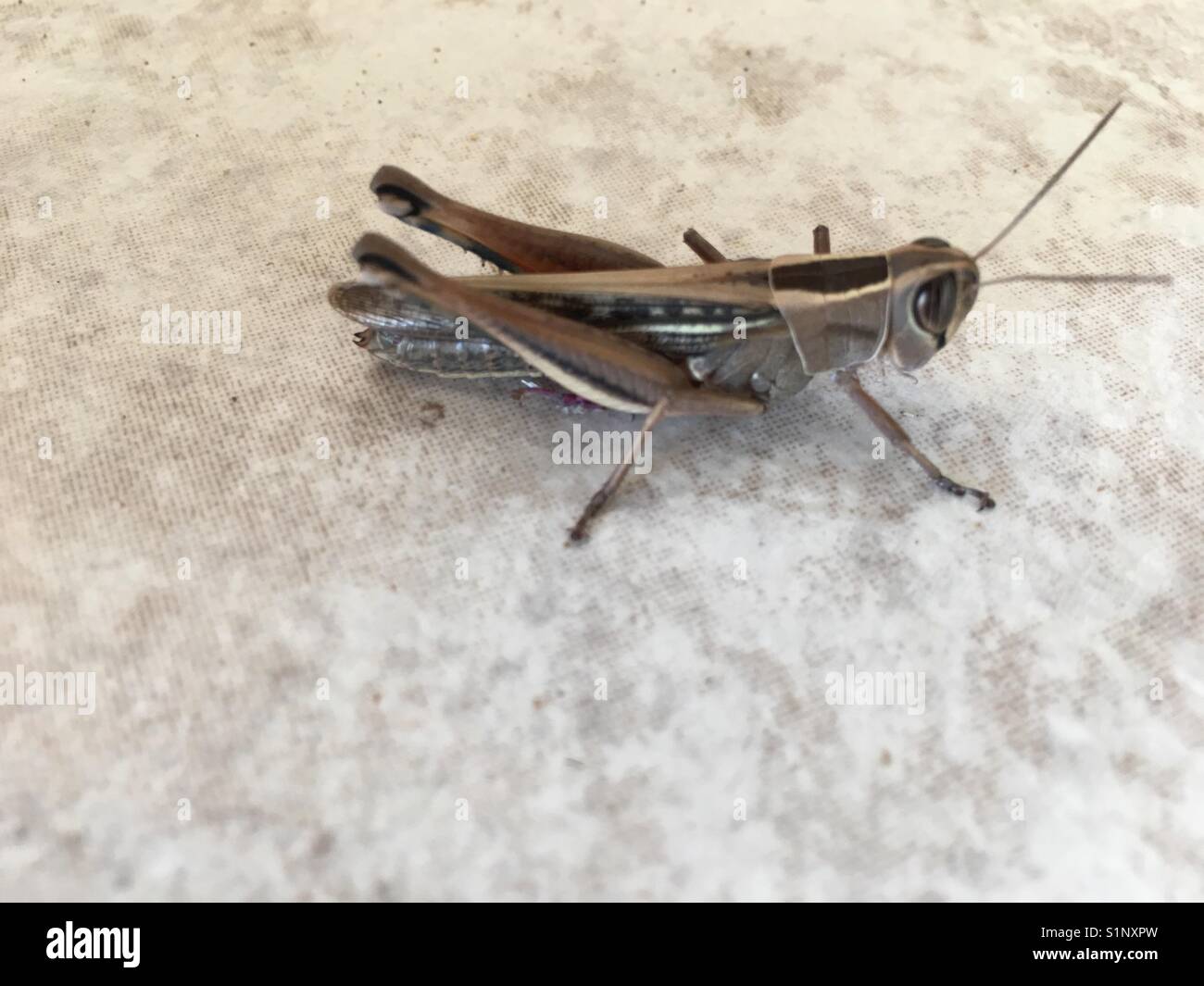 Grasshopper on Kefalonia in Ionian Sea in Greece - Smartphone Captured Stock Image