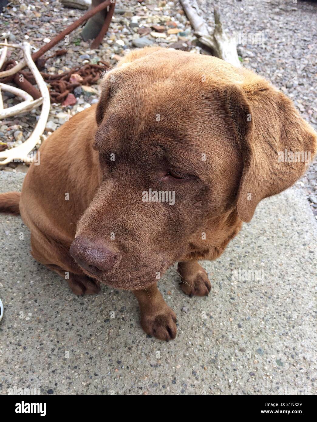 Cute brown dog ( Labrador ) Stock Photo
