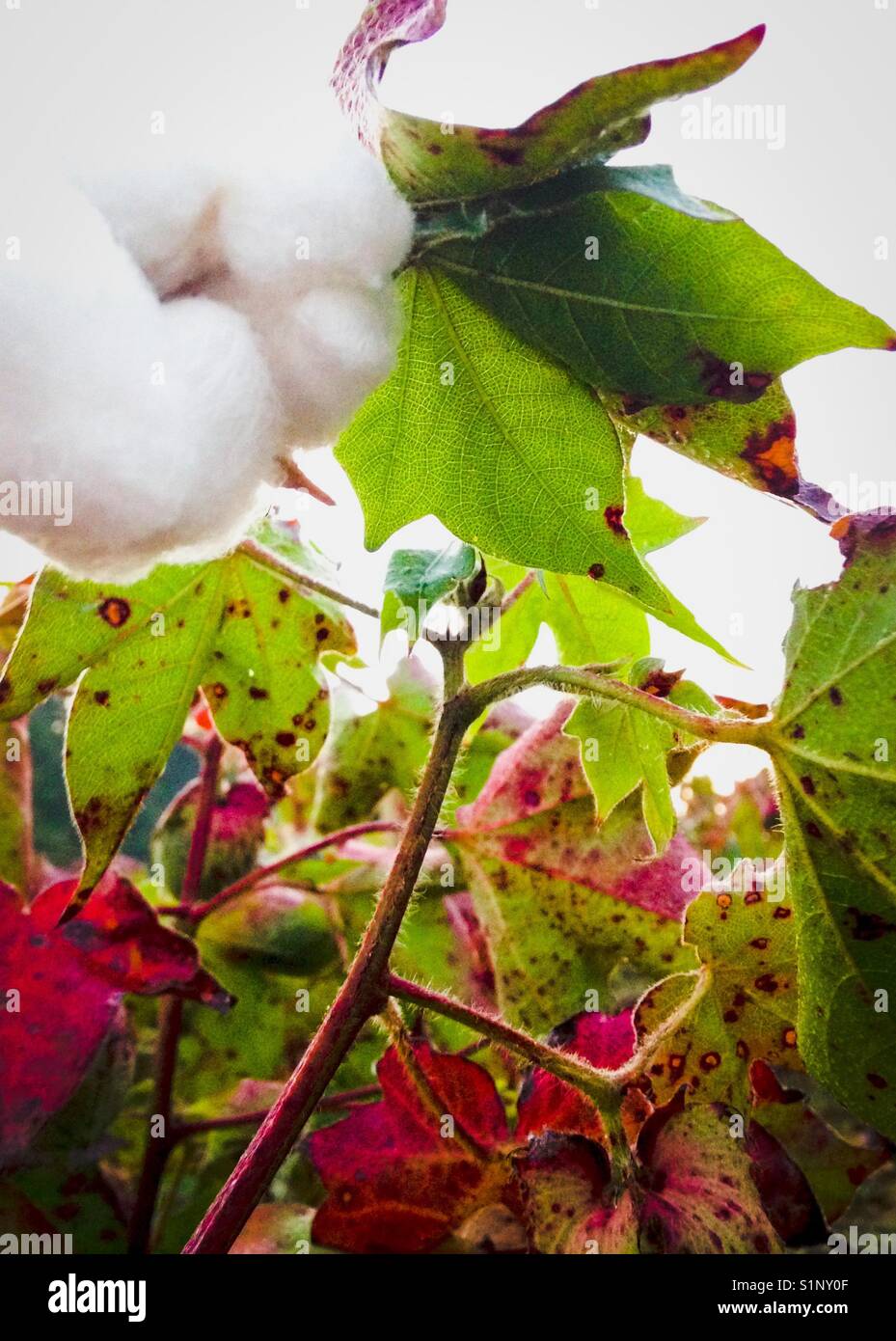 Cotton in the field in early fall North Carolina Stock Photo Alamy