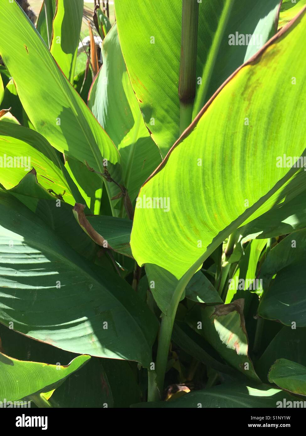Henna leaves - Smartphone Captured Stock Image