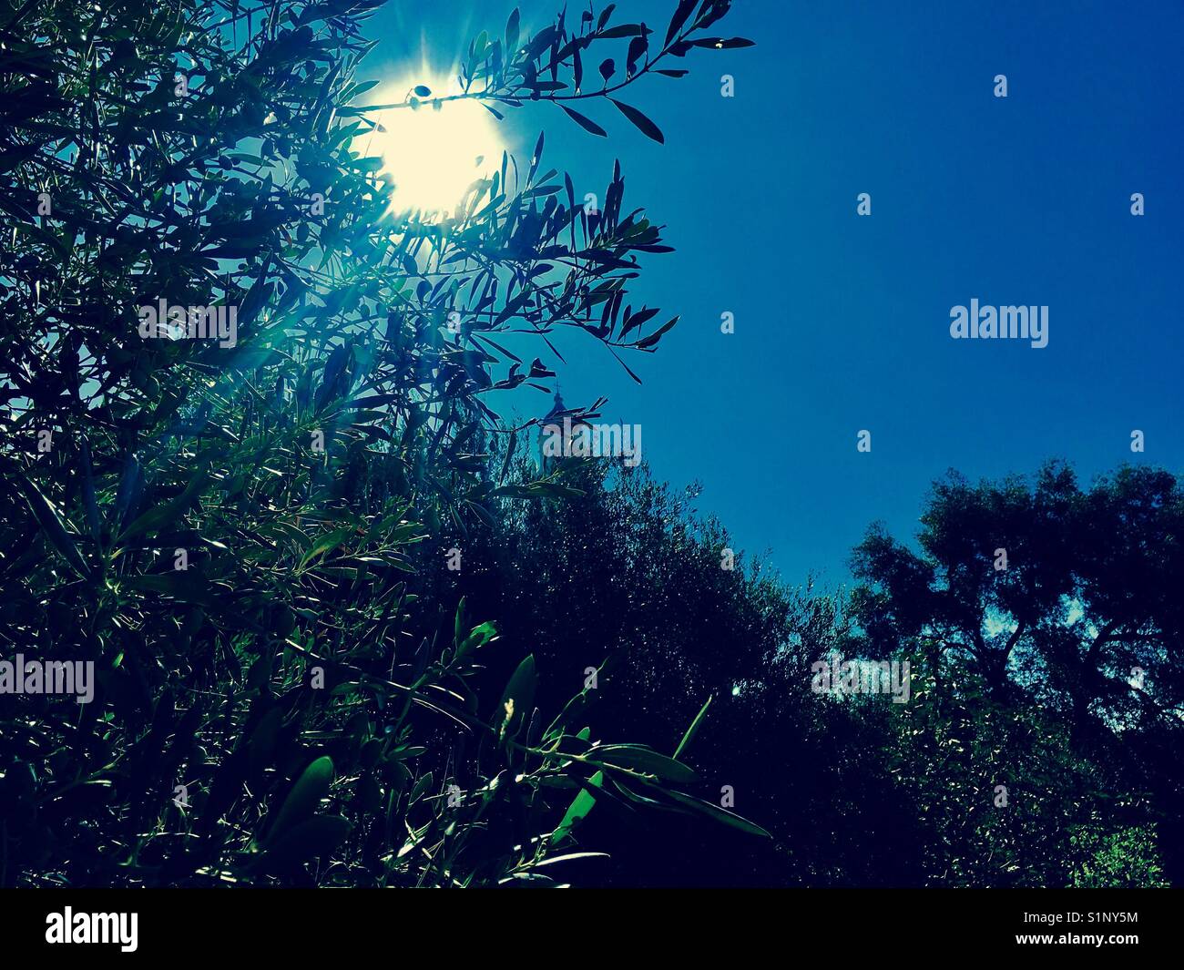 Sun behind a tree - Smartphone Captured Stock Image