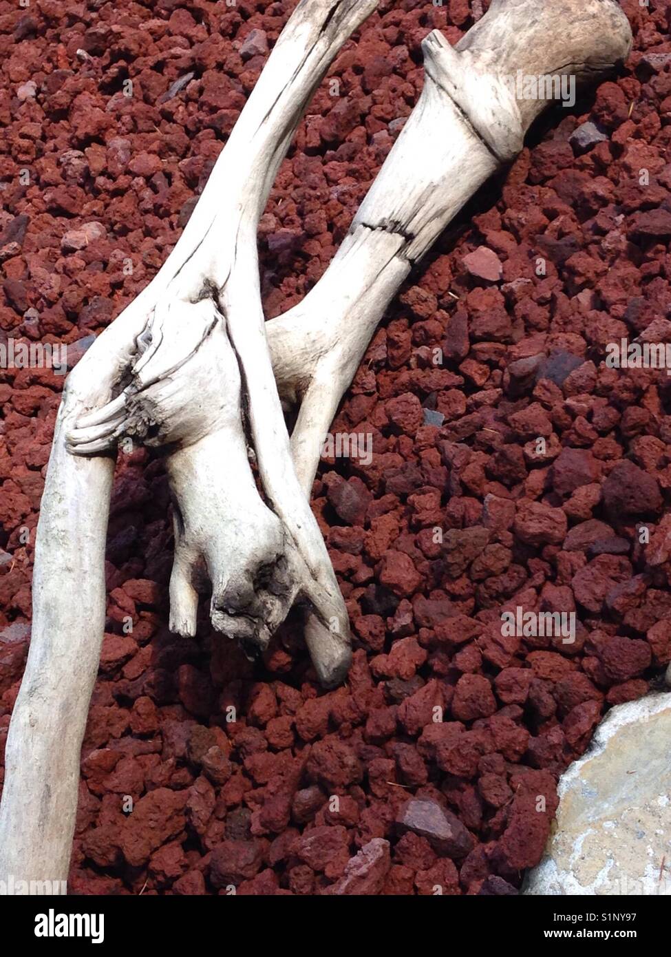 Driftwood washed up from the Pacific Ocean laying in a lava rock bed Stock Photo