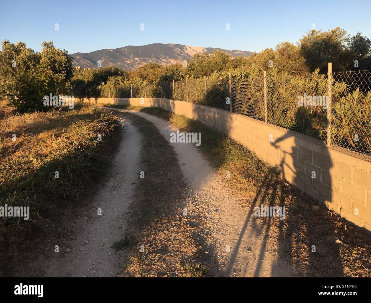 Cycling through olive groves holiday - Smartphone Captured Stock Image