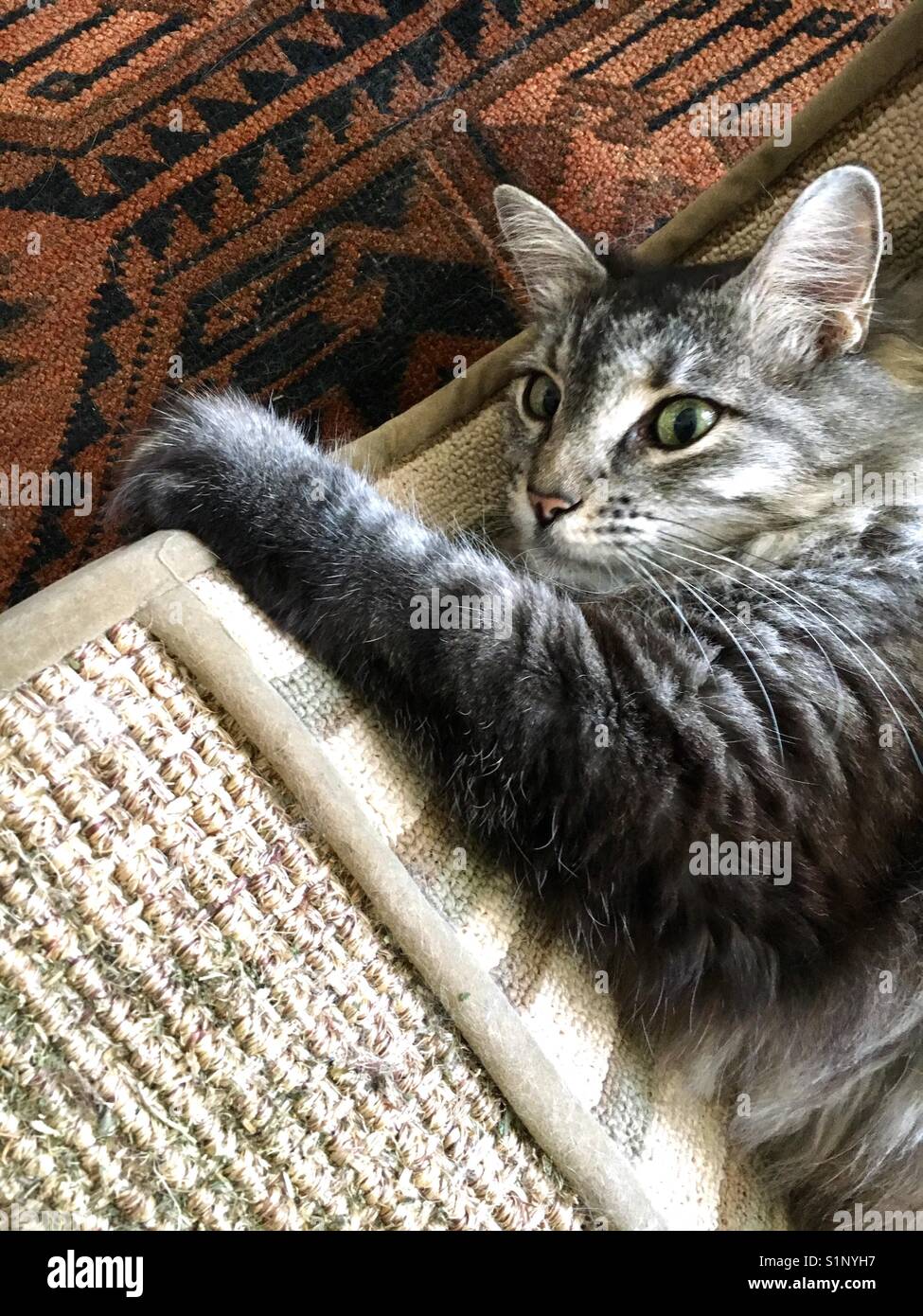 Maine Coon Cat Stock Photo