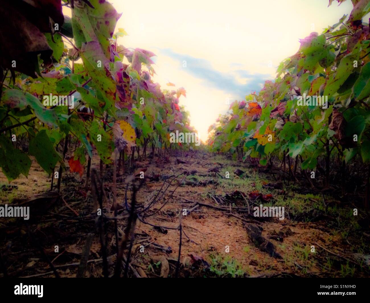 Down the row in the cotton field under morning sky in North Carolina