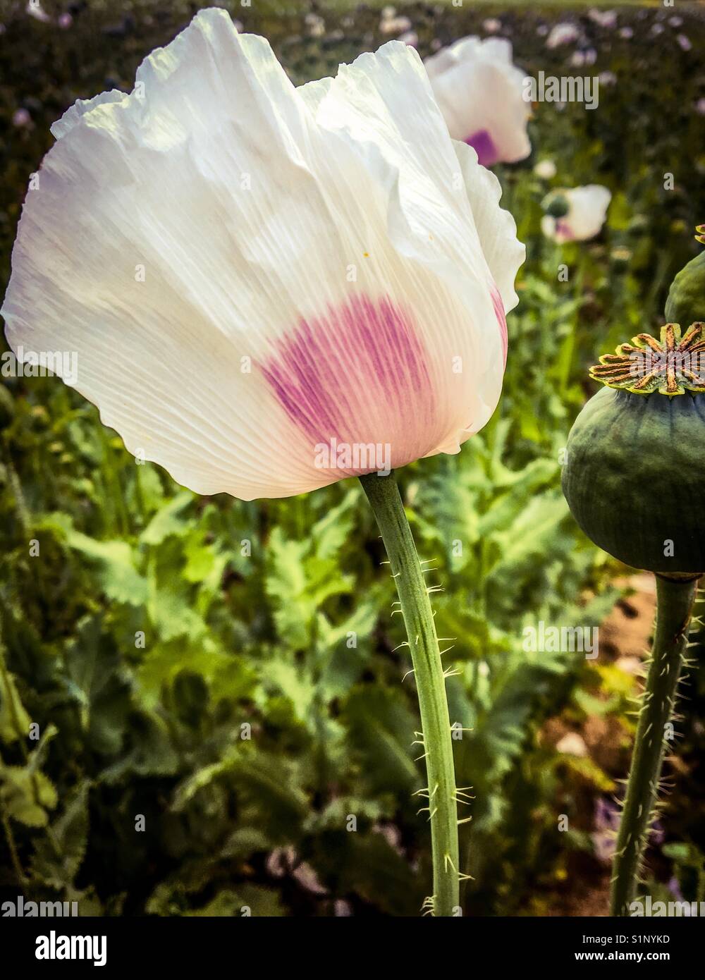 White Poppies and Green Poppy cocoon Stock Photo