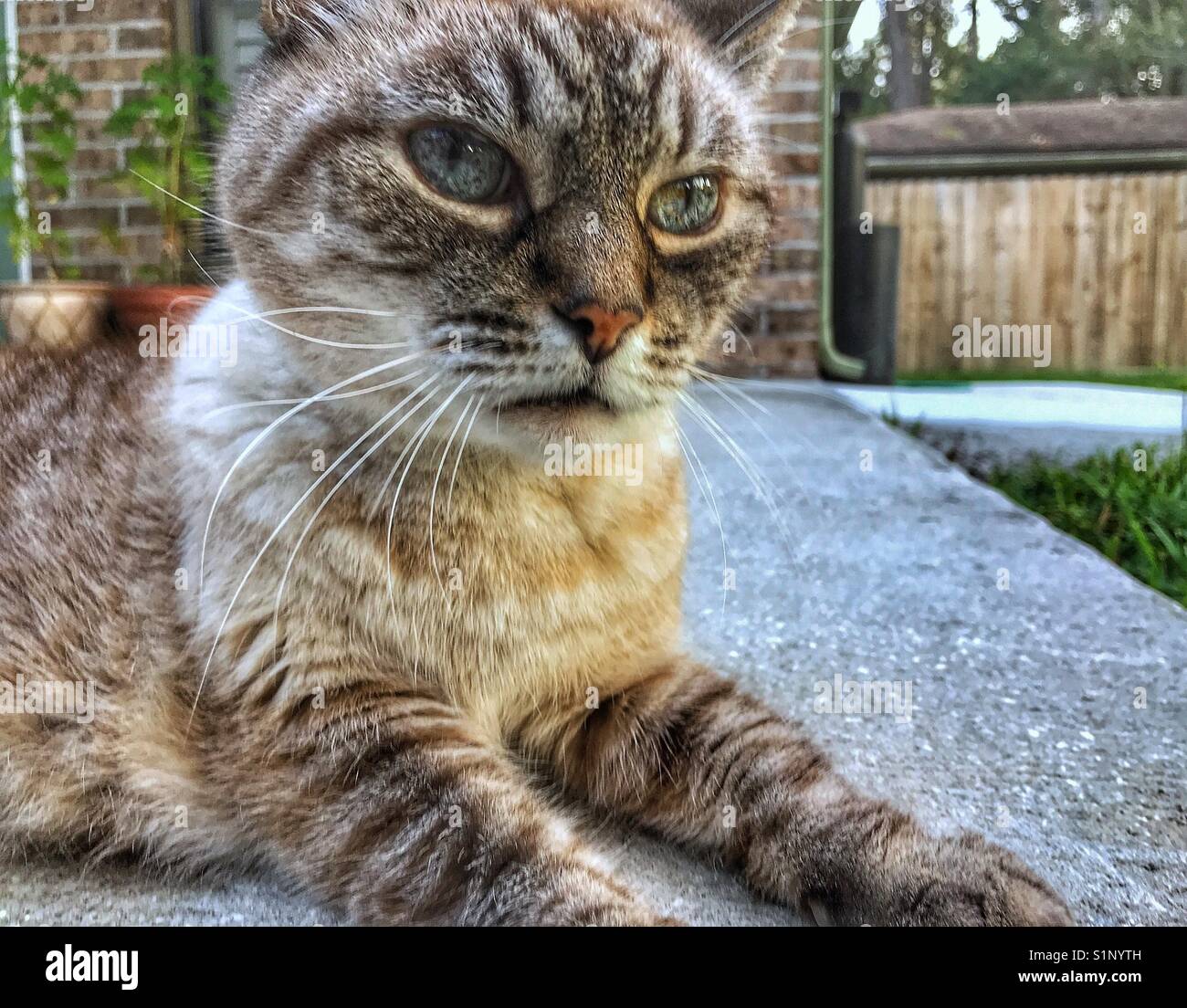 A cat relaxing outside on the concrete patio - Smartphone Captured Stock Image