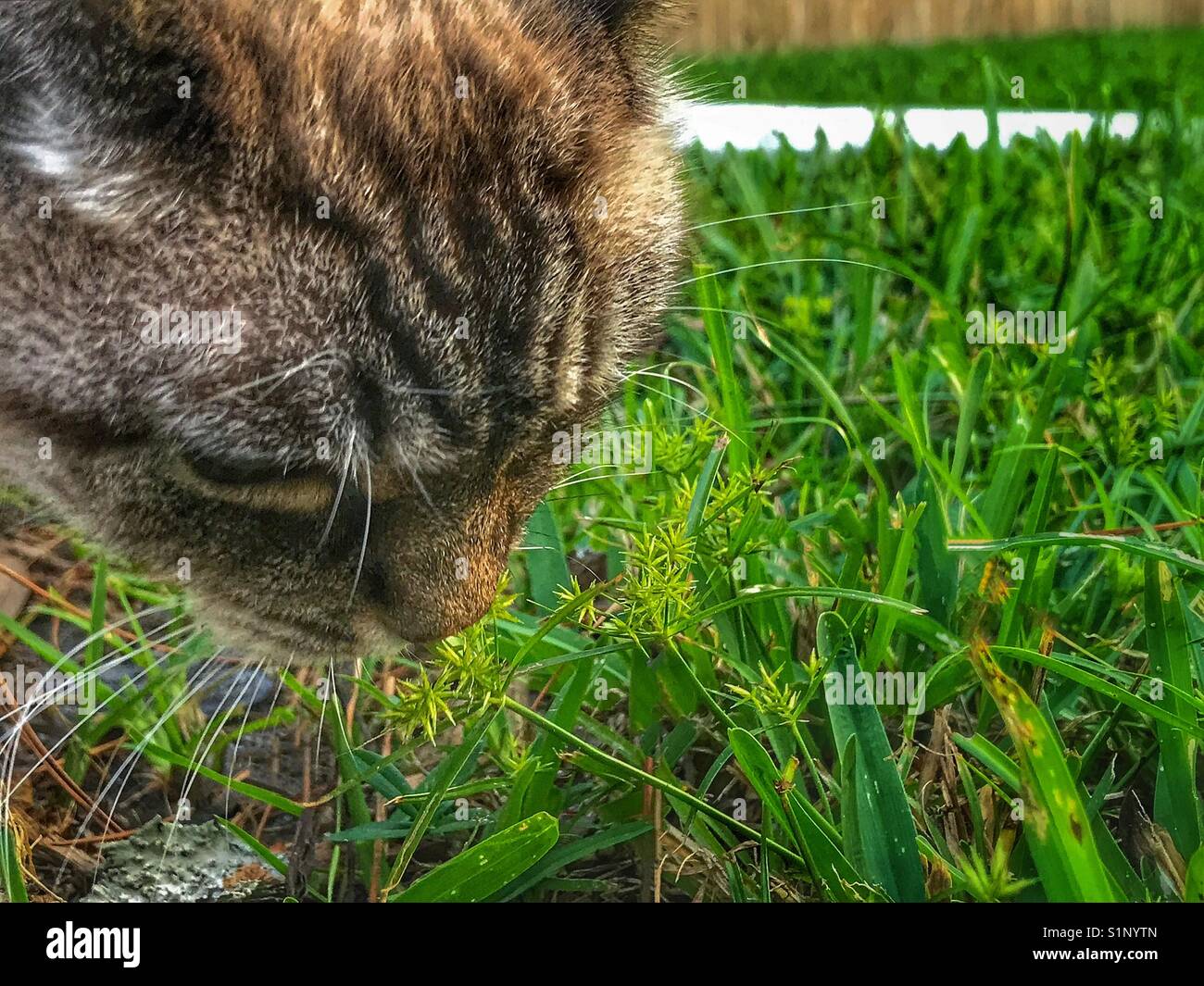 A cat eating grass in the back yard - Smartphone Captured Stock Image