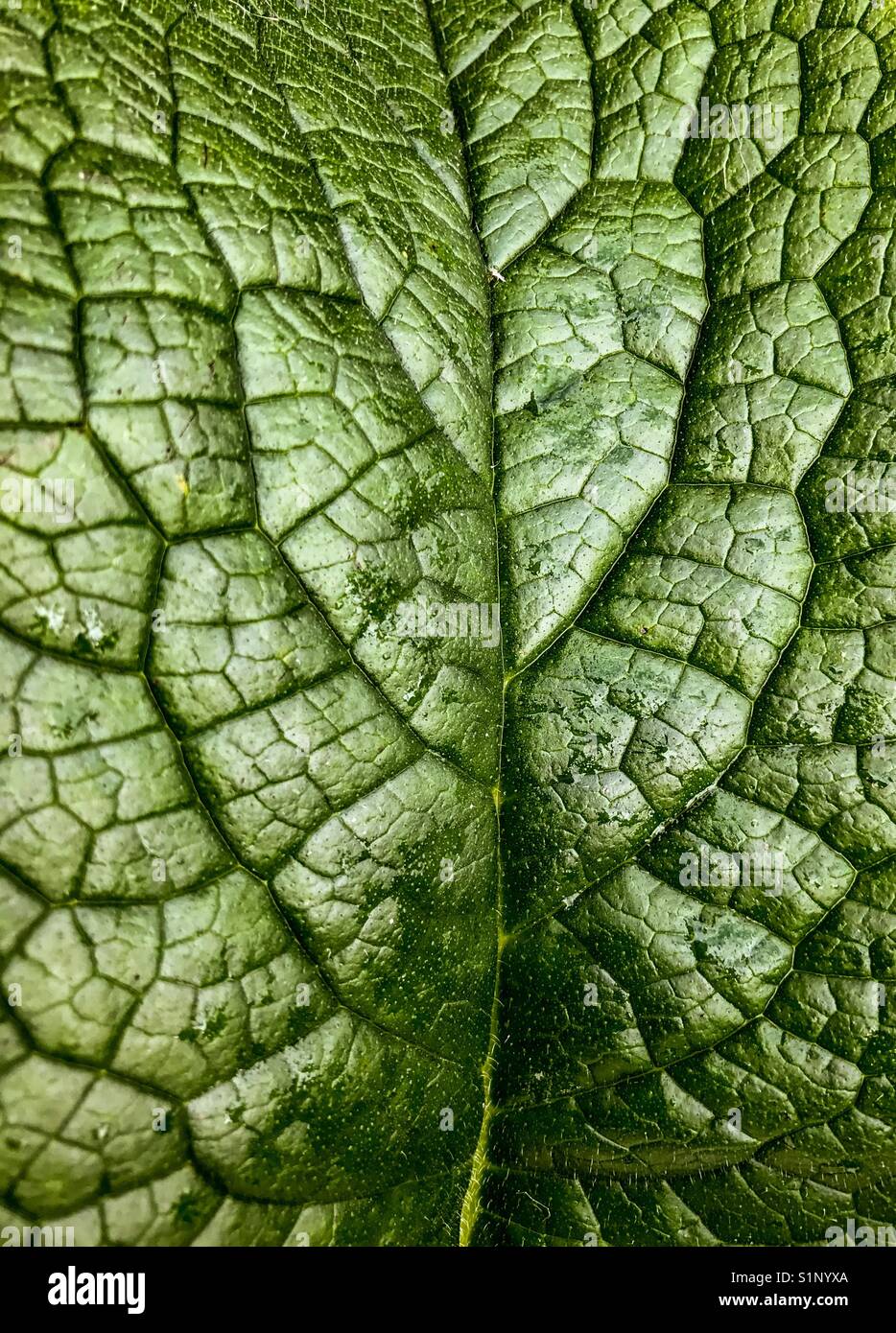 Close up view on the details of a green leaf - Smartphone Captured Stock Image