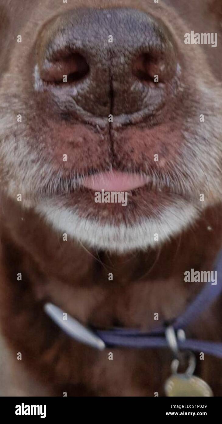 Chocolate Labrador muzzle greying Stock Photo Alamy