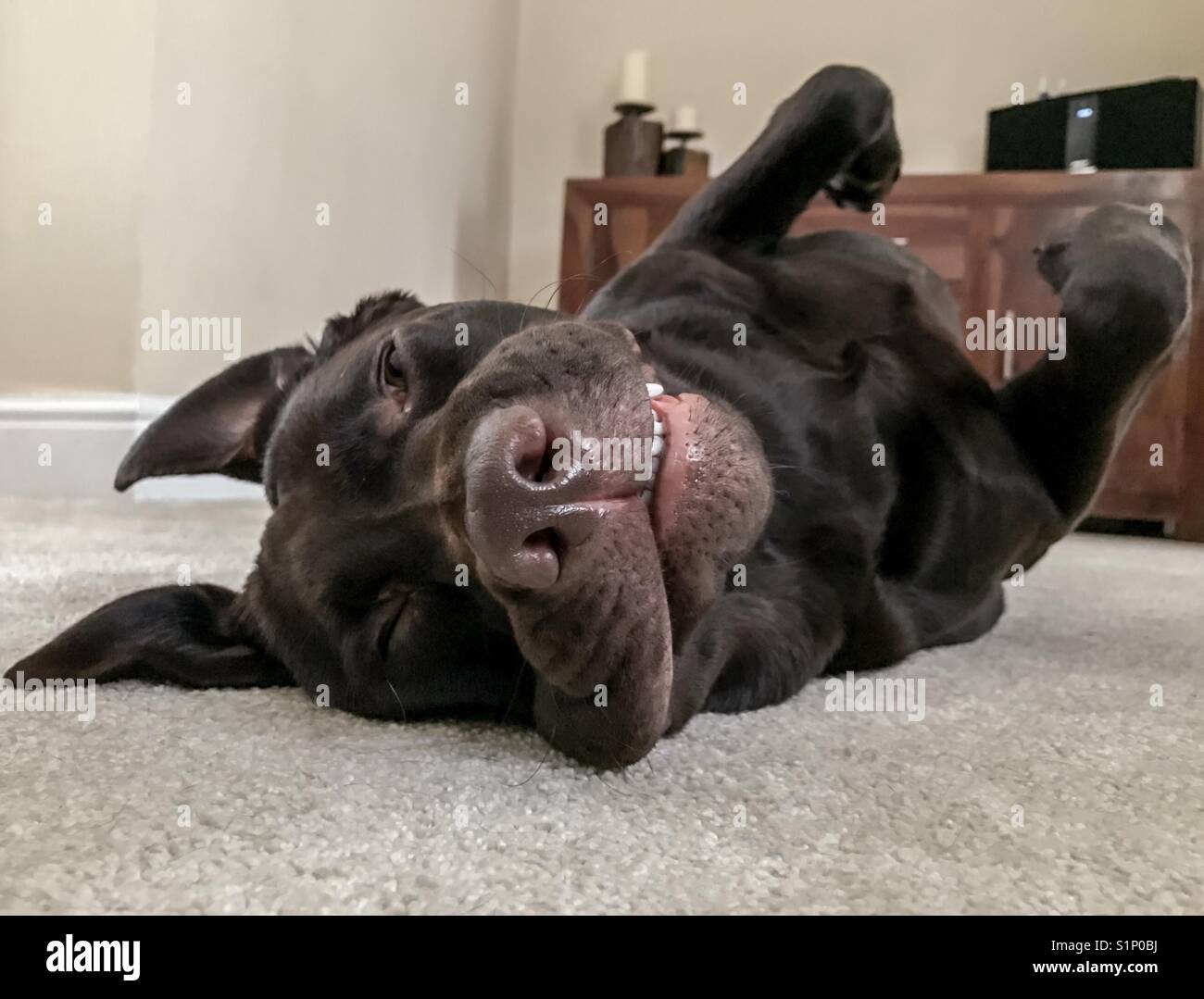Chocolate Labrador lying on back in the family room - Smartphone Captured Stock Image
