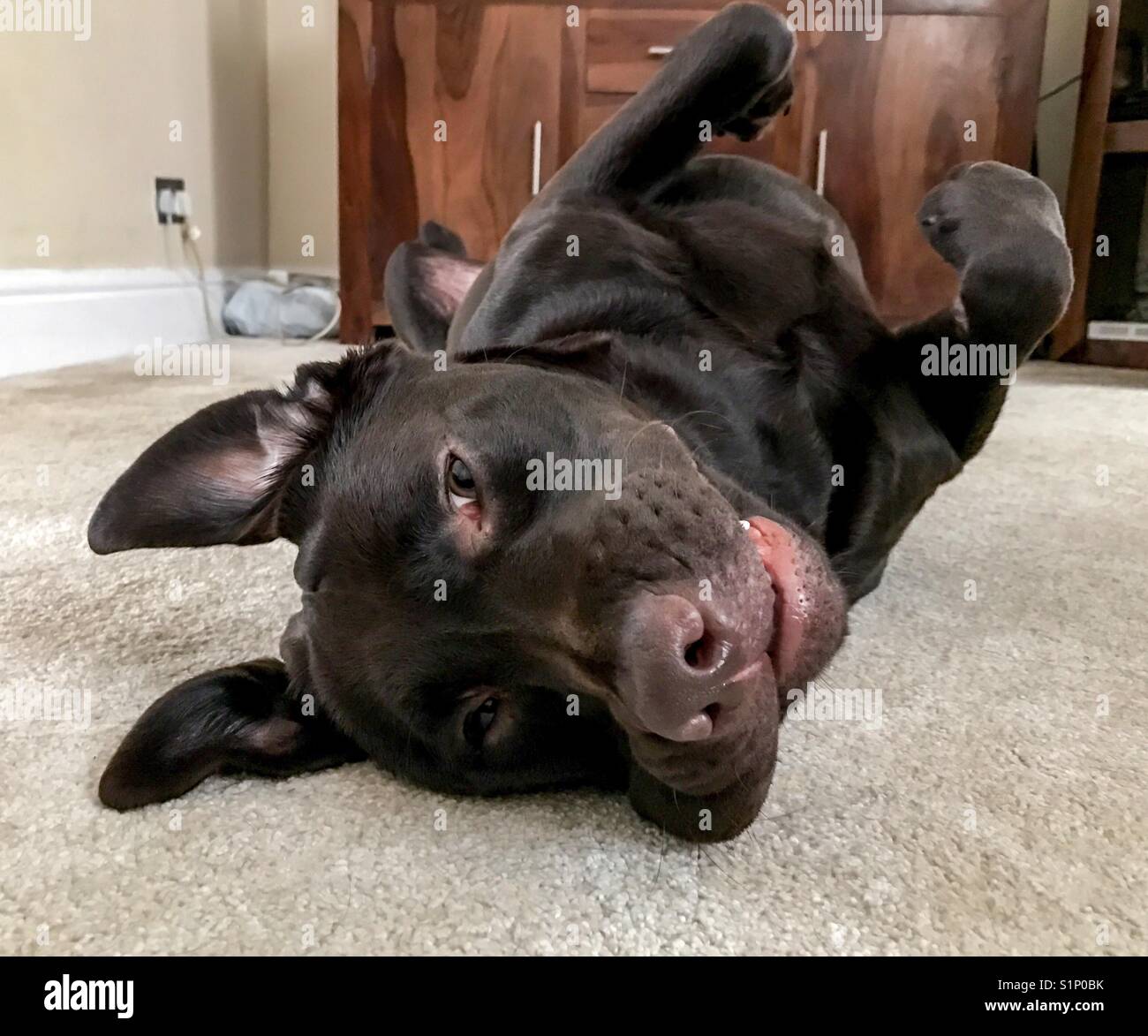 Chocolate Labrador dog lying on back - Smartphone Captured Stock Image
