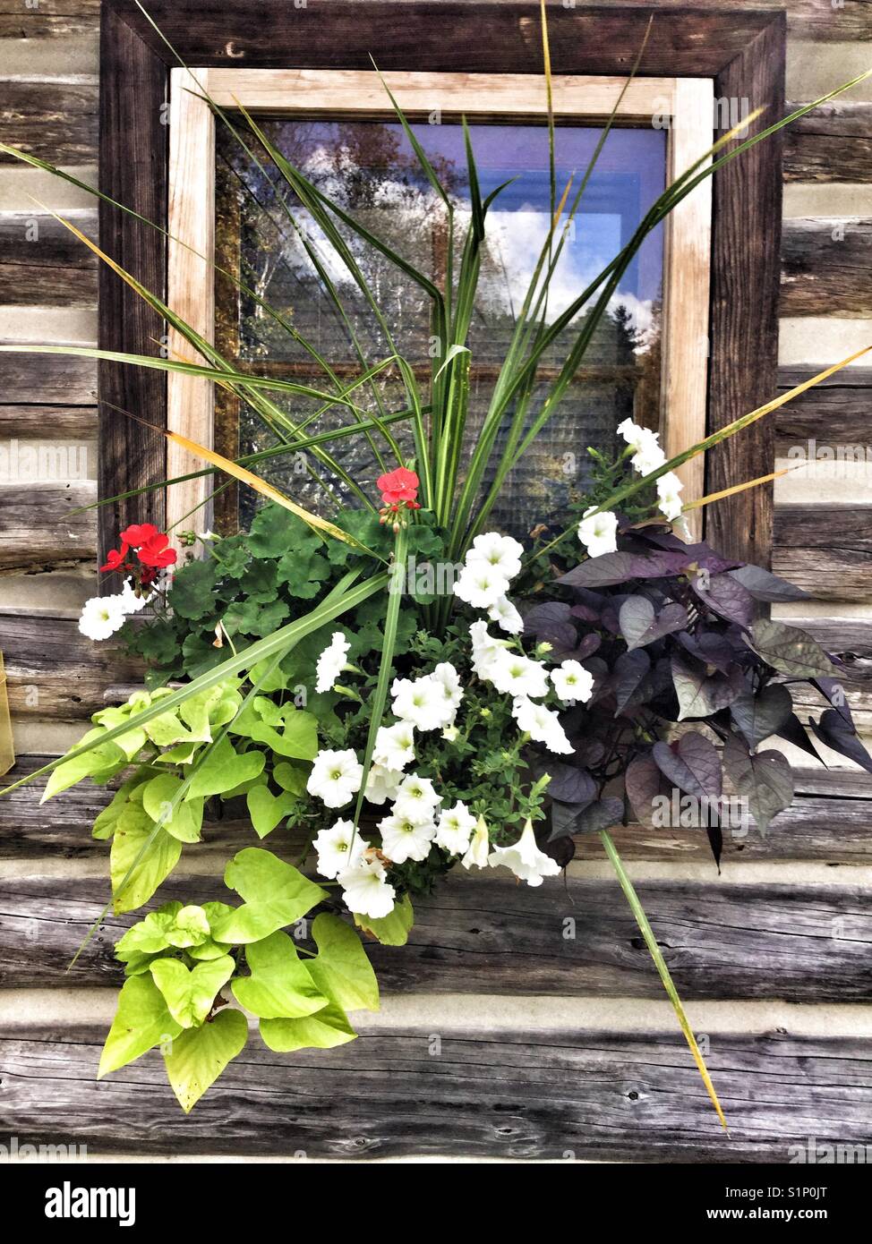 Decorative floral window box. - Smartphone Captured Stock Image