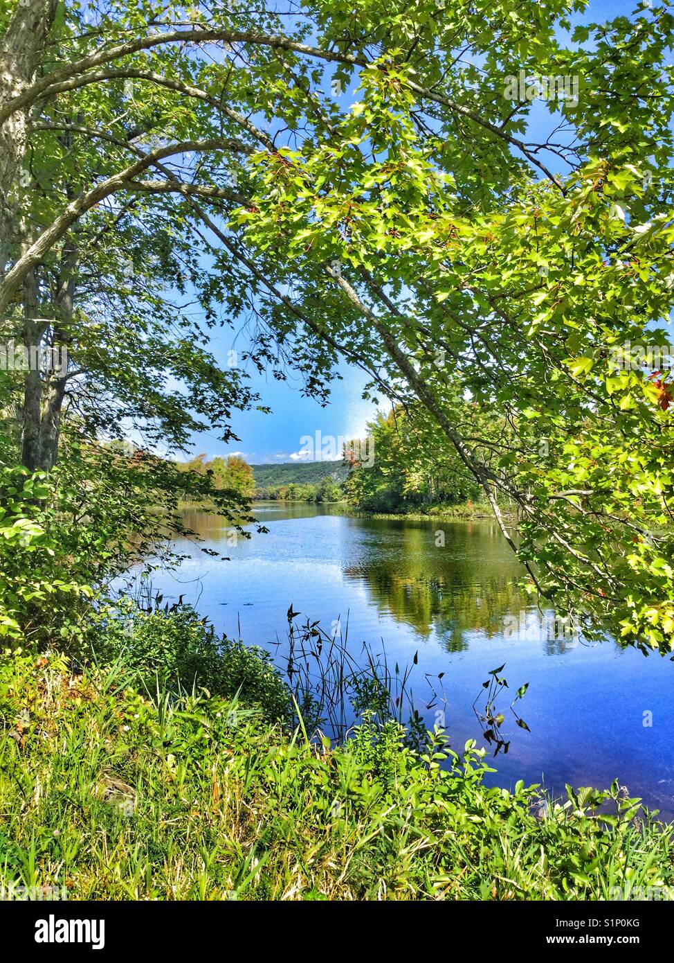 A tranquil summer scene along a calm river. - Smartphone Captured Stock Image