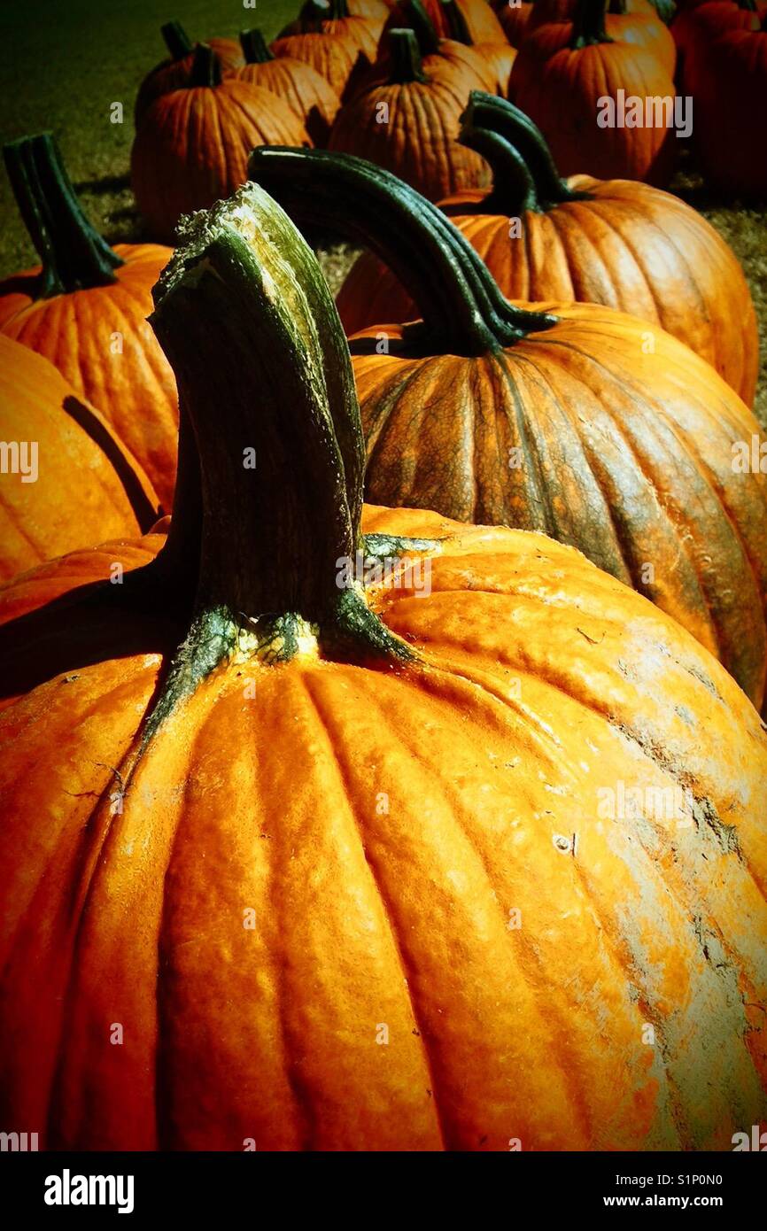Pumpkins at market - Smartphone Captured Stock Image
