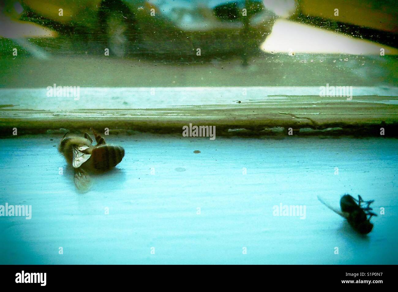 Dead flies - Smartphone Captured Stock Image