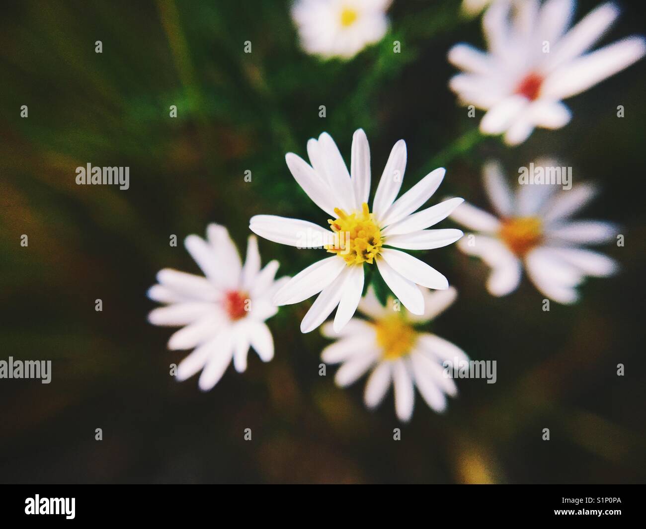 Tiny white flowers photographed with a macro lens attachment on an iPhone 6s. - Smartphone Captured Stock Image