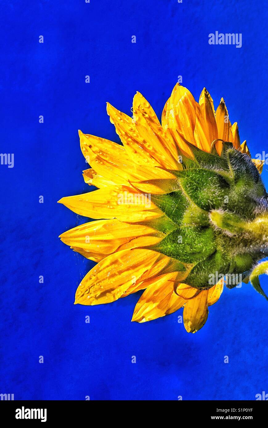 Summertime - Smartphone Captured Stock Image