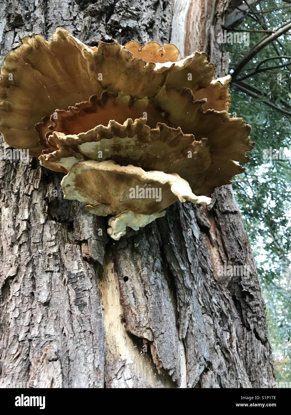 Sulphur shelf bracket fungi Stock Photo Alamy