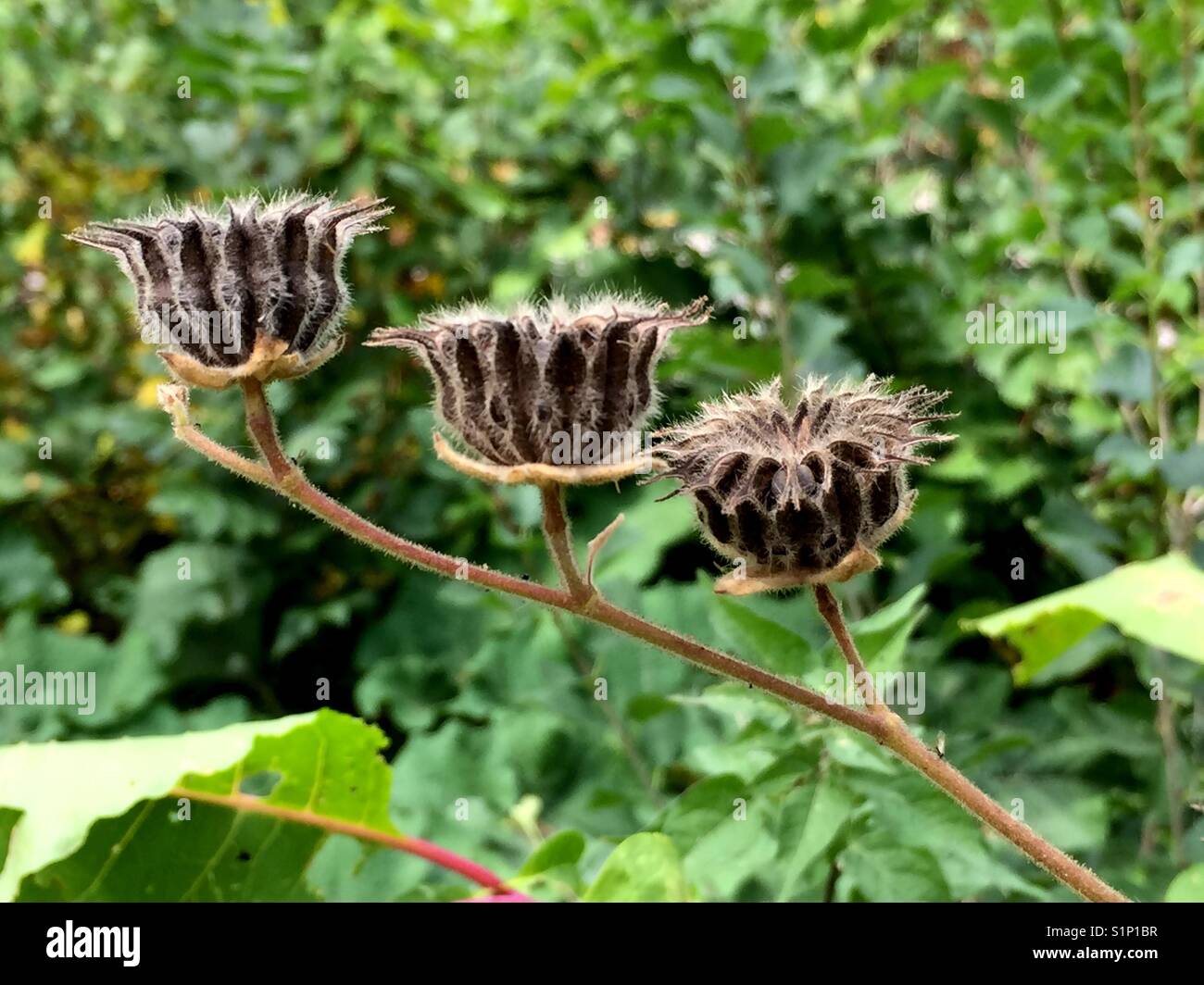 Plants and leaves at end of season as part of botanical life cycle, in a dormant state, crisp, dry and seeding - Smartphone Captured Stock Image