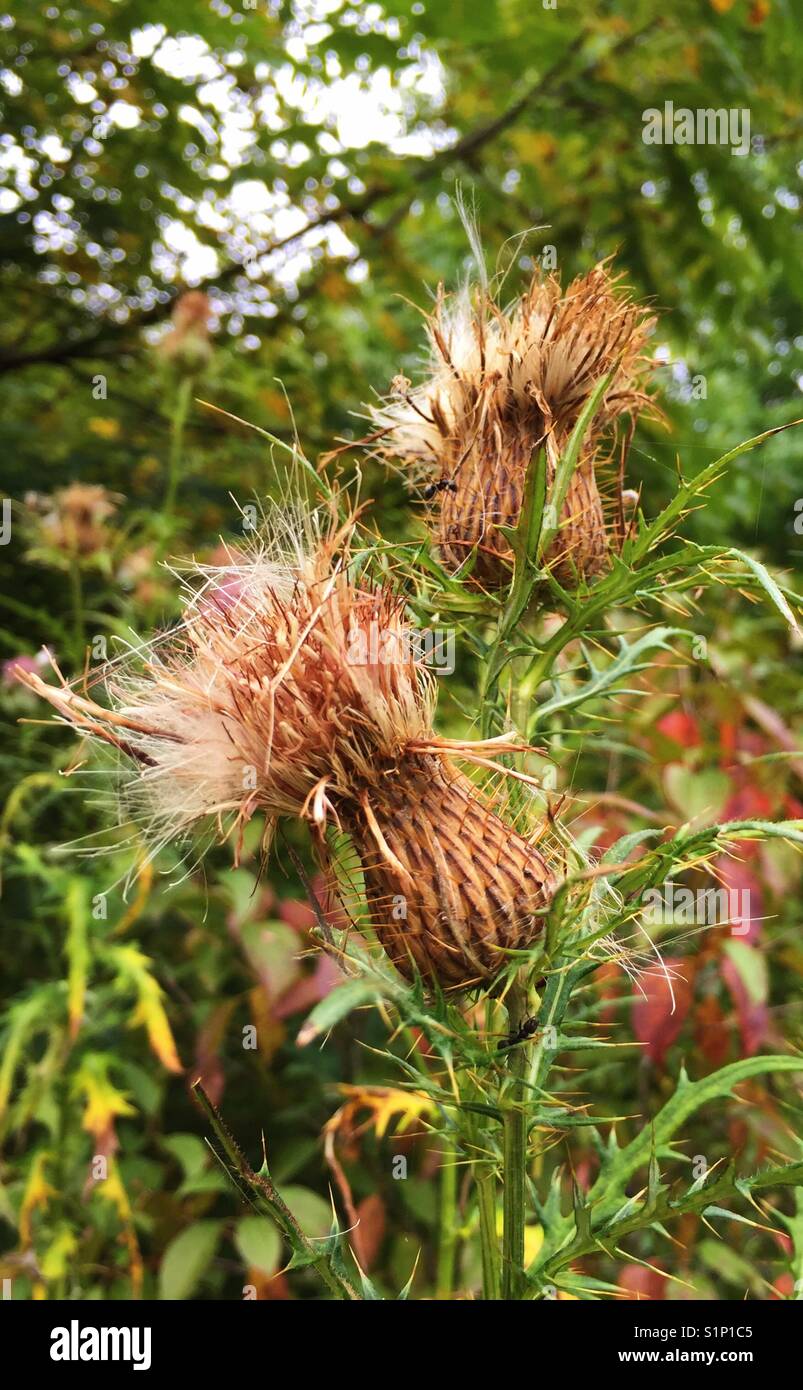 Plants and leaves at end of season as part of botanical life cycle, in a dormant state, crisp, dry and seeding - Smartphone Captured Stock Image