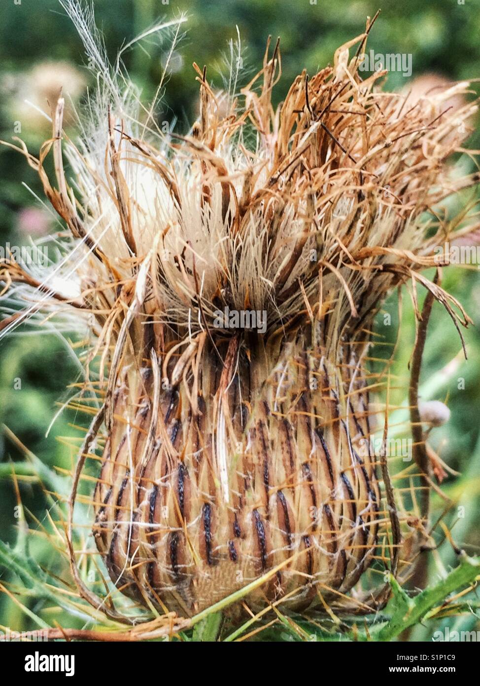Plants and leaves at end of season as part of botanical life cycle, in a dormant state, crisp, dry and seeding - Smartphone Captured Stock Image