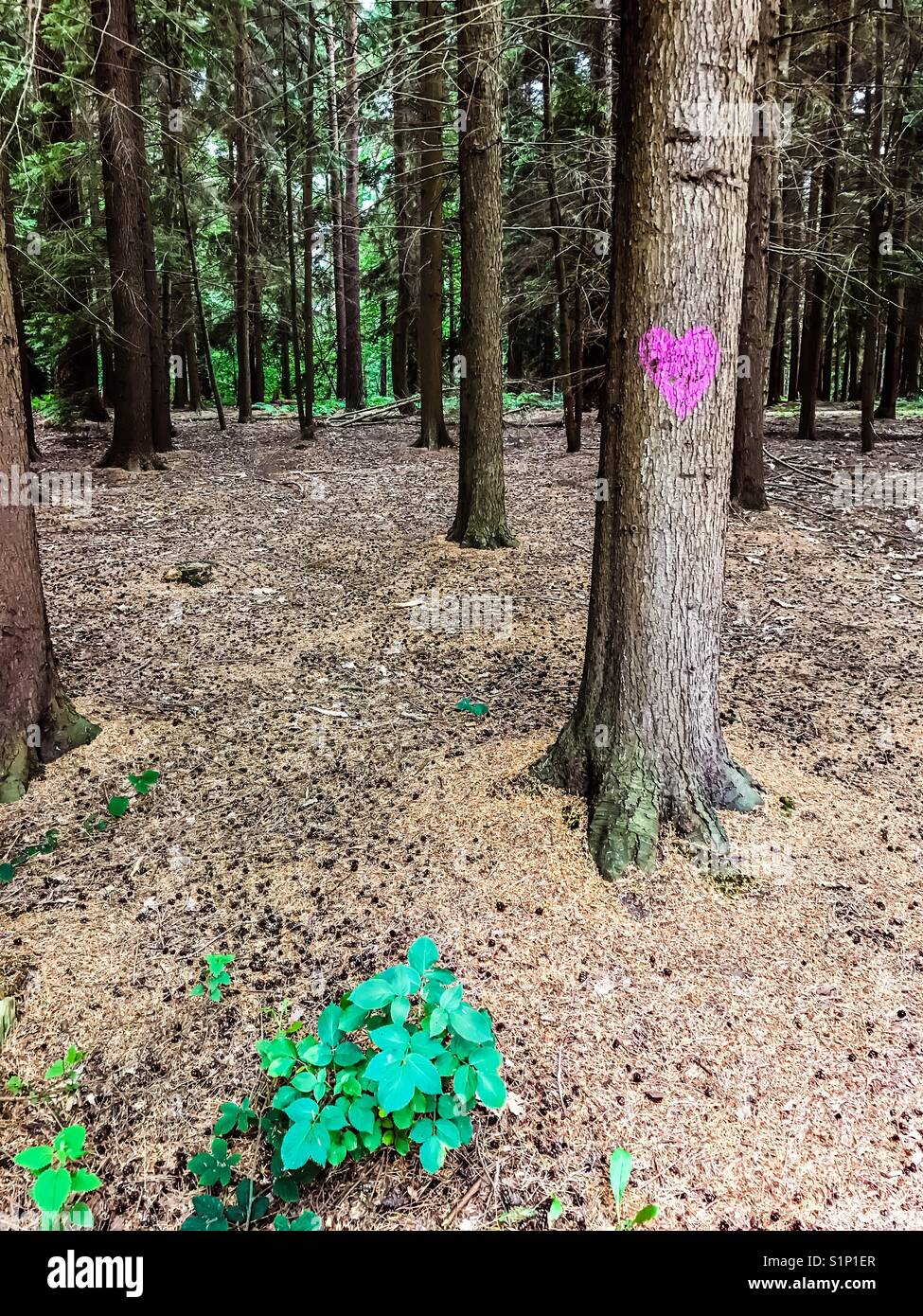 Purple heart drawn on tree's trunk in forest Stock Photo