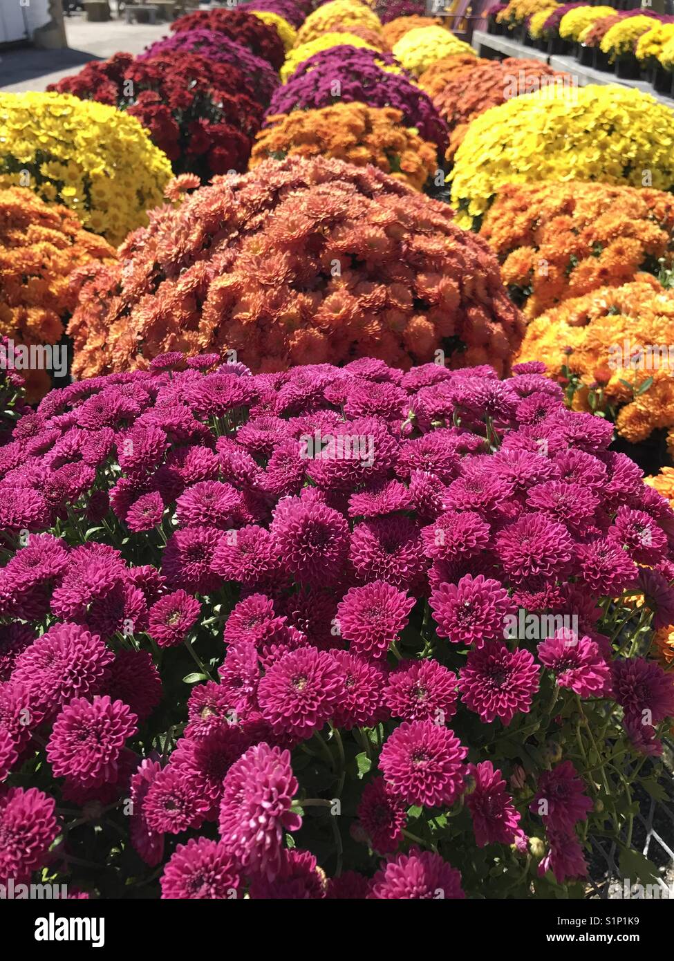 Mums flowers hires stock photography and images Alamy