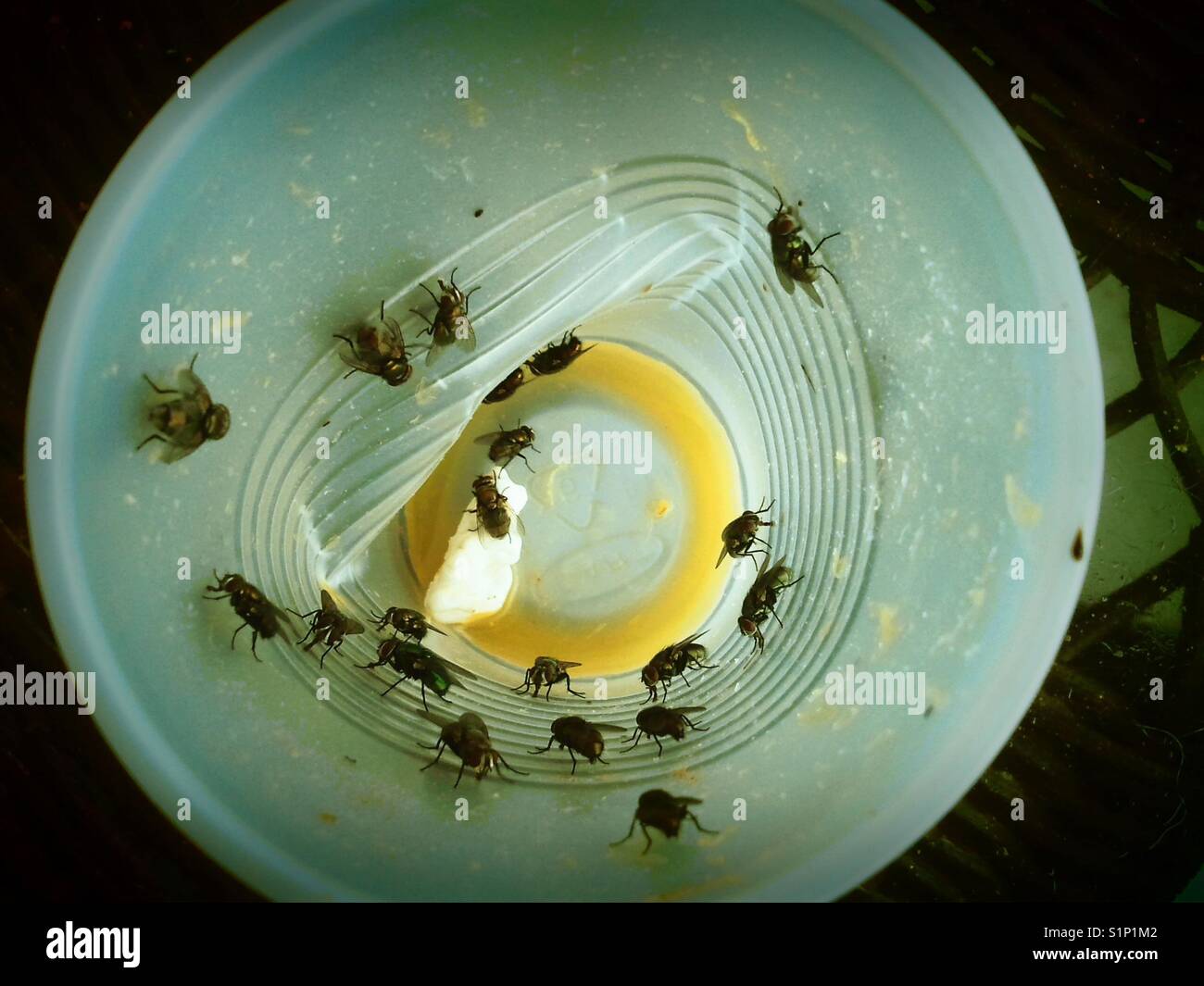 House flies in cup - Smartphone Captured Stock Image