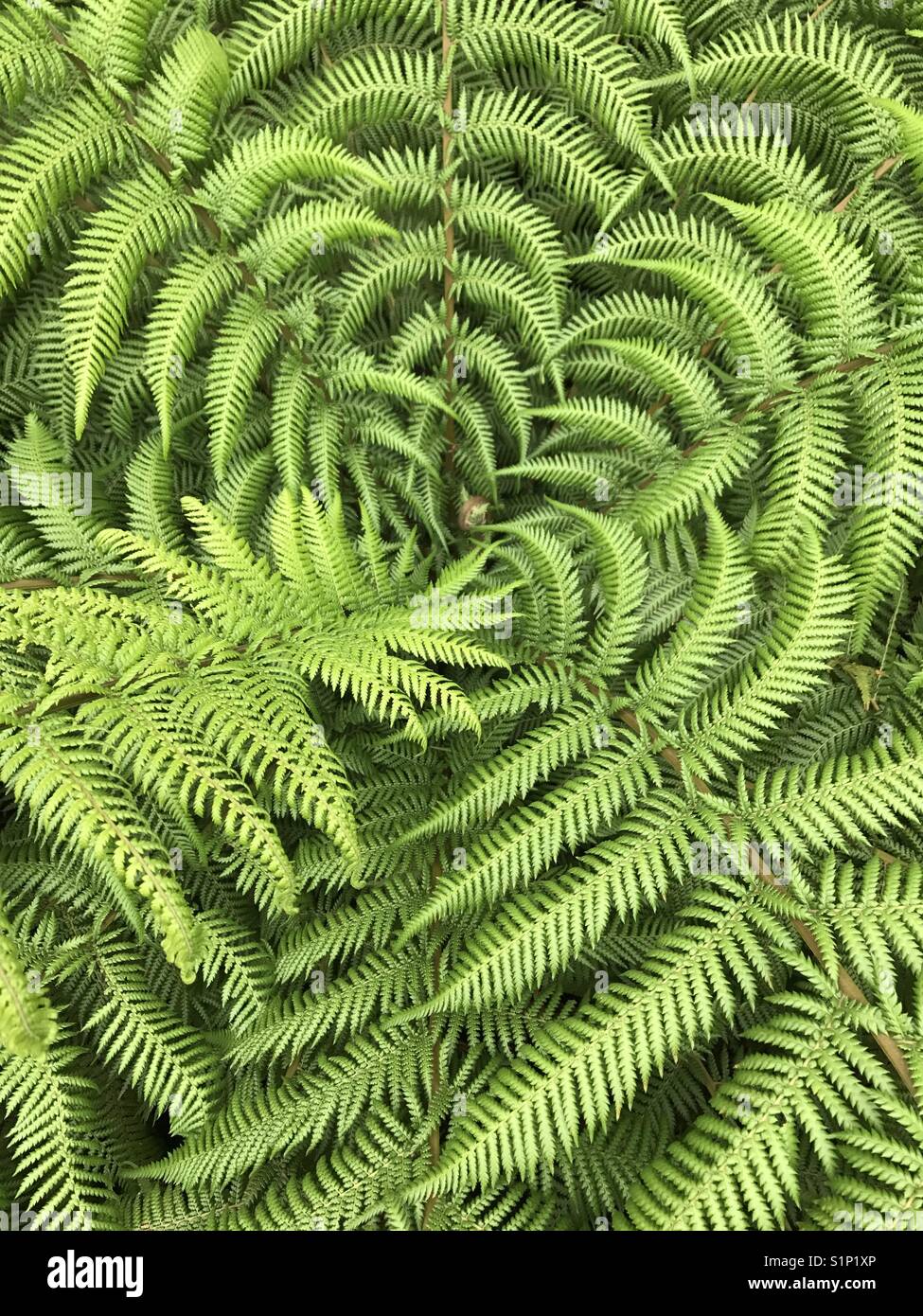 Beautiful pattern in nature of bright green fern - Smartphone Captured Stock Image