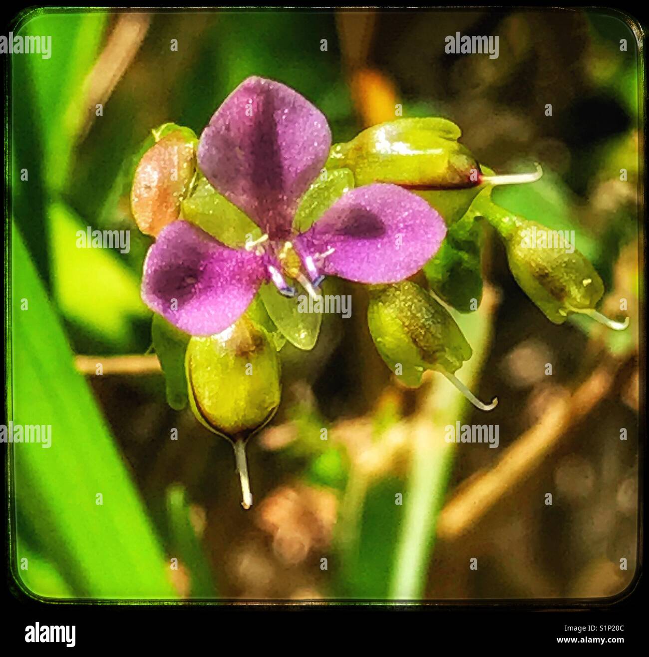 Tiny purple flower macro, Nakedstem Dewflower, Murdannia nudiflora - Smartphone Captured Stock Image