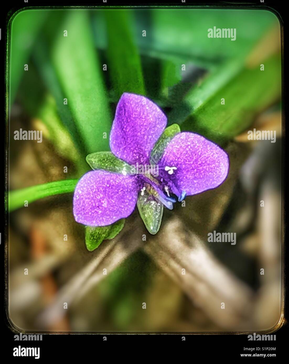 Tiny purple wildflower macro, Nakedstem Dewflower, Murdannia nudiflora - Smartphone Captured Stock Image