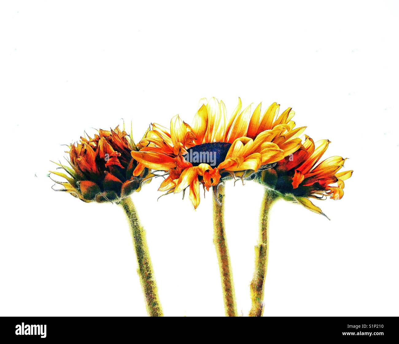 Three faded Sunflowers. - Smartphone Captured Stock Image