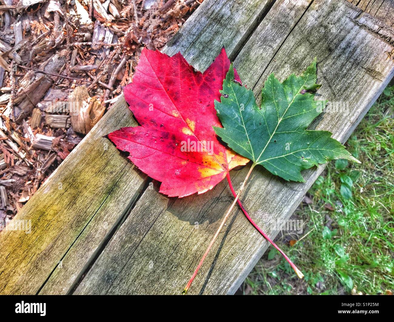 A sign of autumn-changing colours of the Maple Leaf. - Smartphone Captured Stock Image