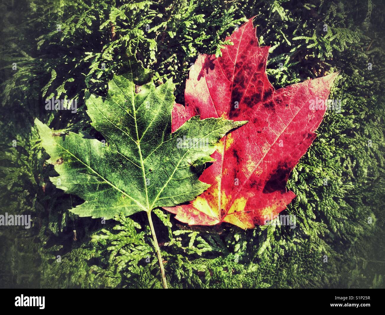 Two maple leaves in a pine tree. - Smartphone Captured Stock Image